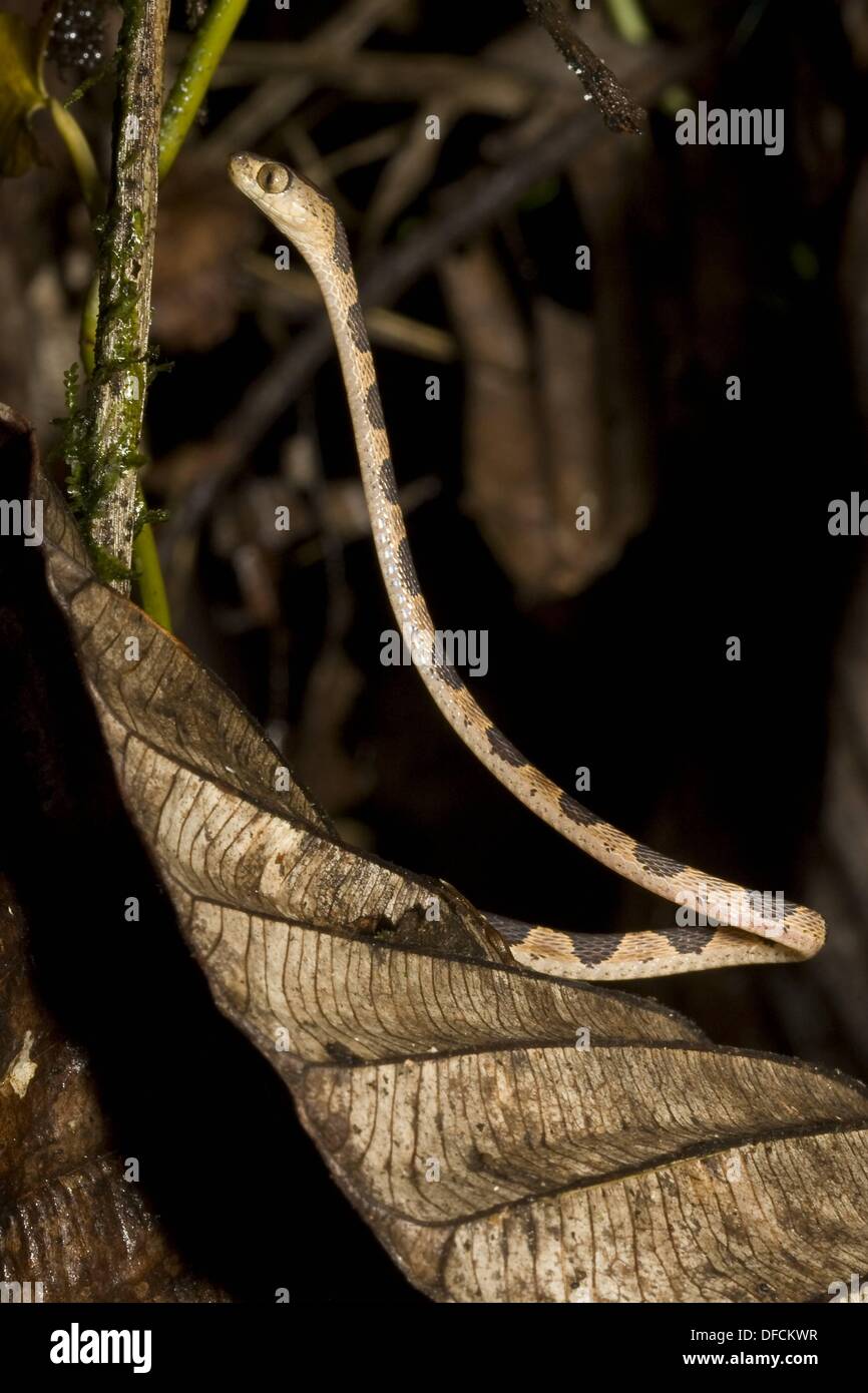 Serpientes Colubrid, la familia Colubridae, cazando en la noche fotografiados en Panamá Foto de stock