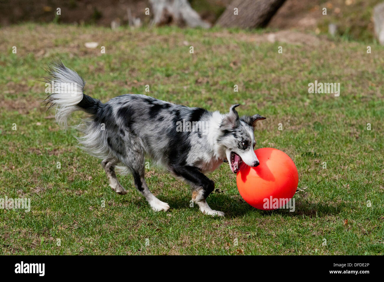 Border Collie jugando con la pelota grande Foto de stock