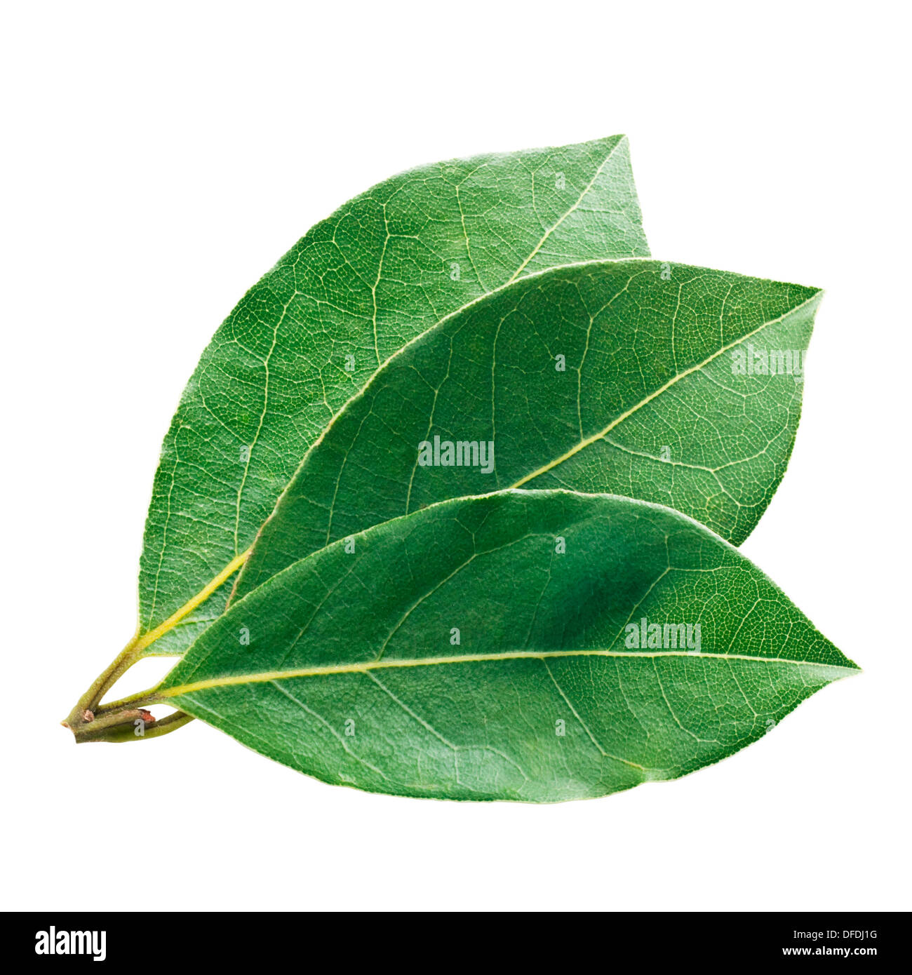 Hoja de laurel fotografías e imágenes de alta resolución Alamy