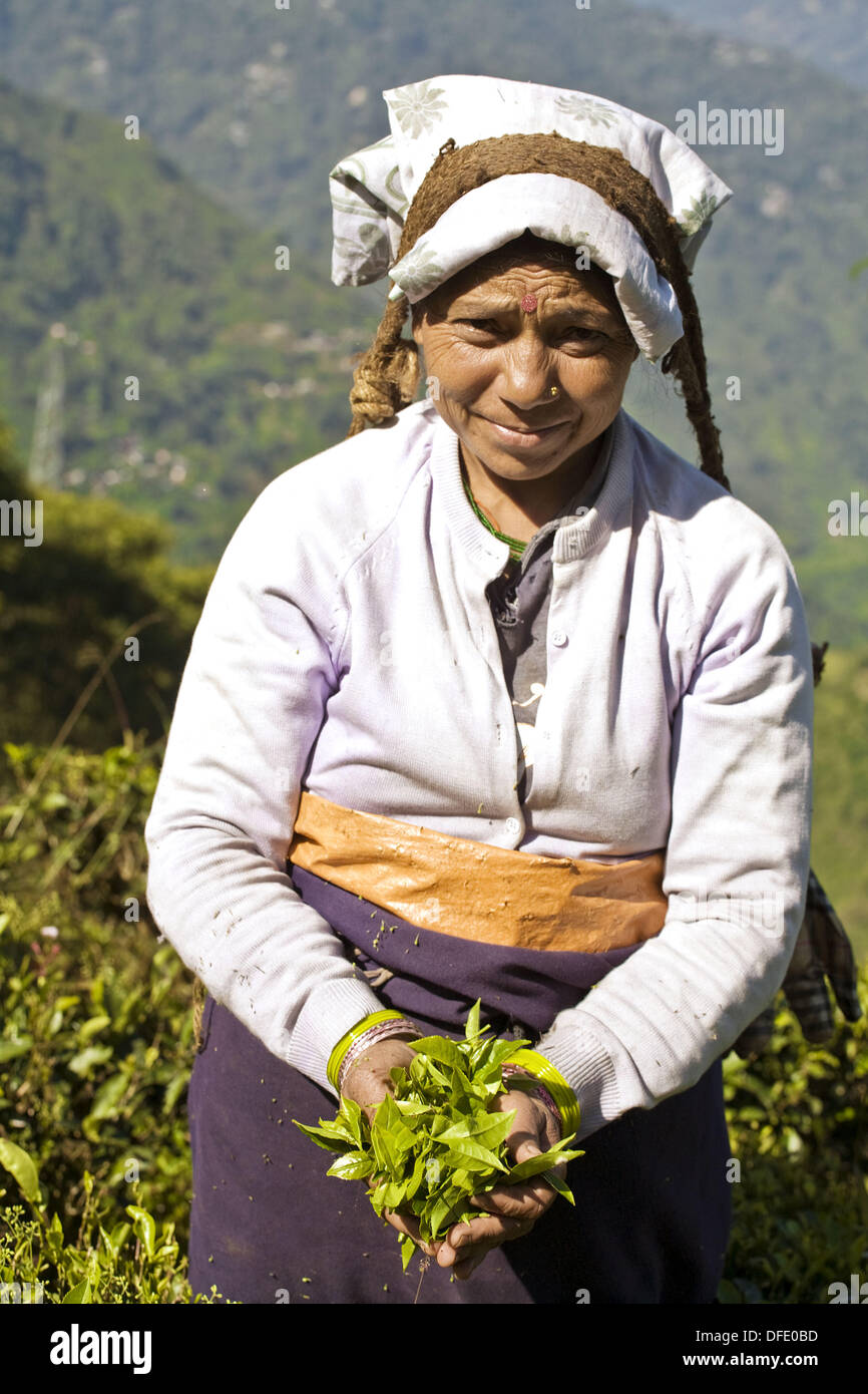La India, Bengala Occidental, Darjeeling, Arya Tea Estate, Mujer