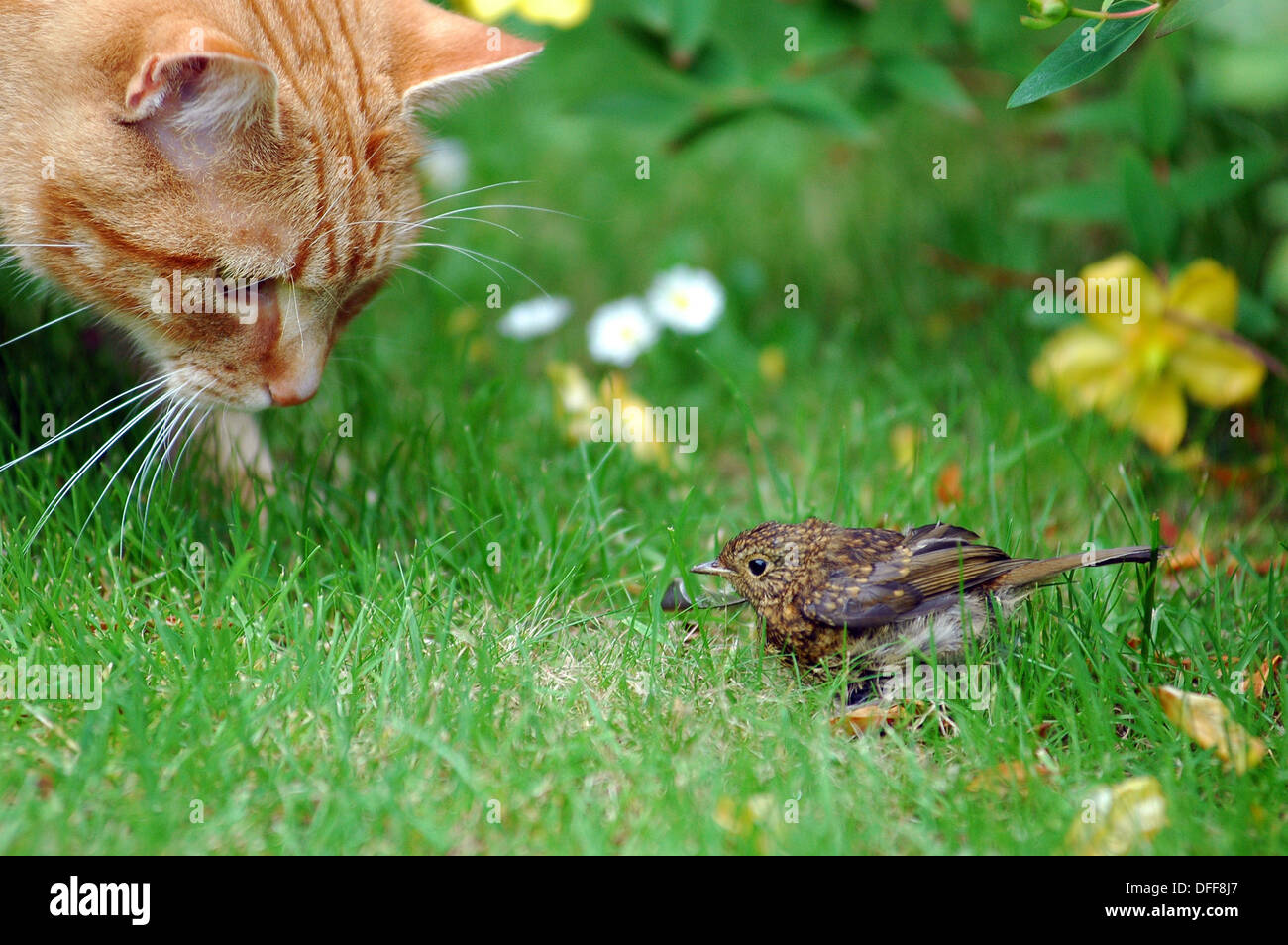 Ginger cat mirando asustado pájaro joven en jardín de césped. Foto de stock