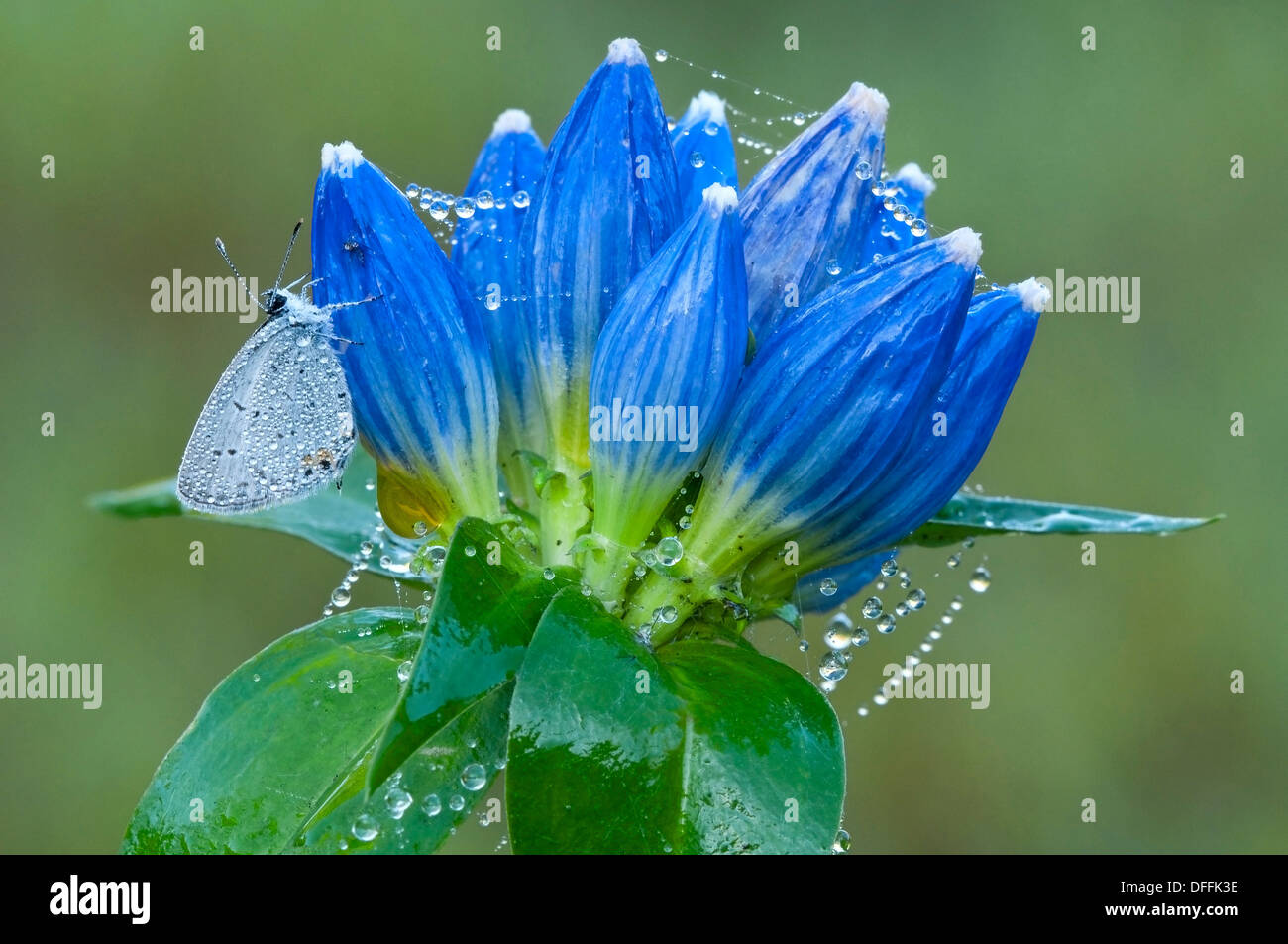 Mariposa azul de cola oriental (Cupido comyntas) en botella Gentiles (Gentiana andrewsii) este de EE.UU., por Skip Moody/Dembinsky Foto Assoc Foto de stock