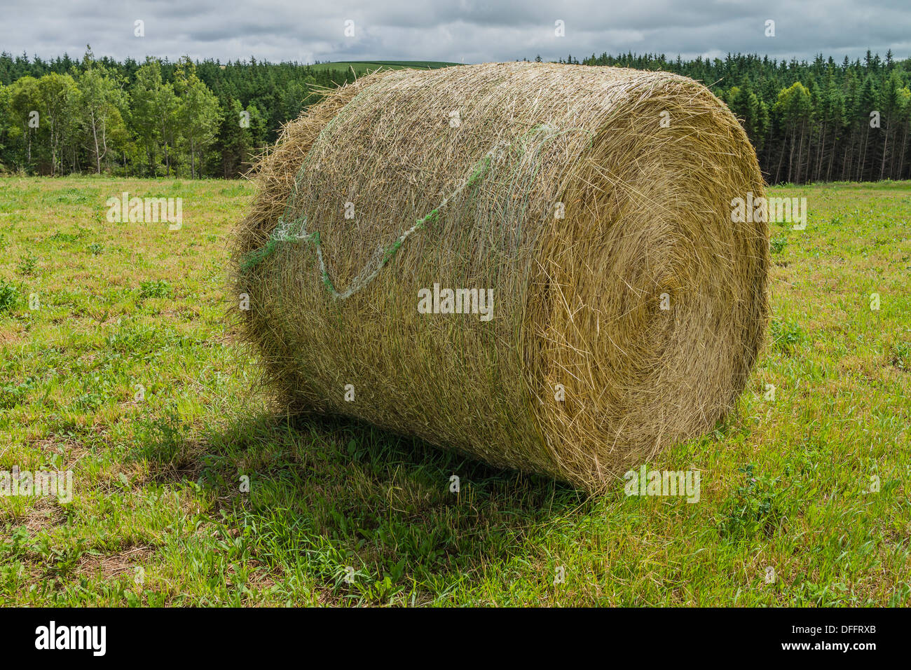 Fardos de paja redondos apilados y cielo azul y hierba verde fotografías e  imágenes de alta resolución - Alamy