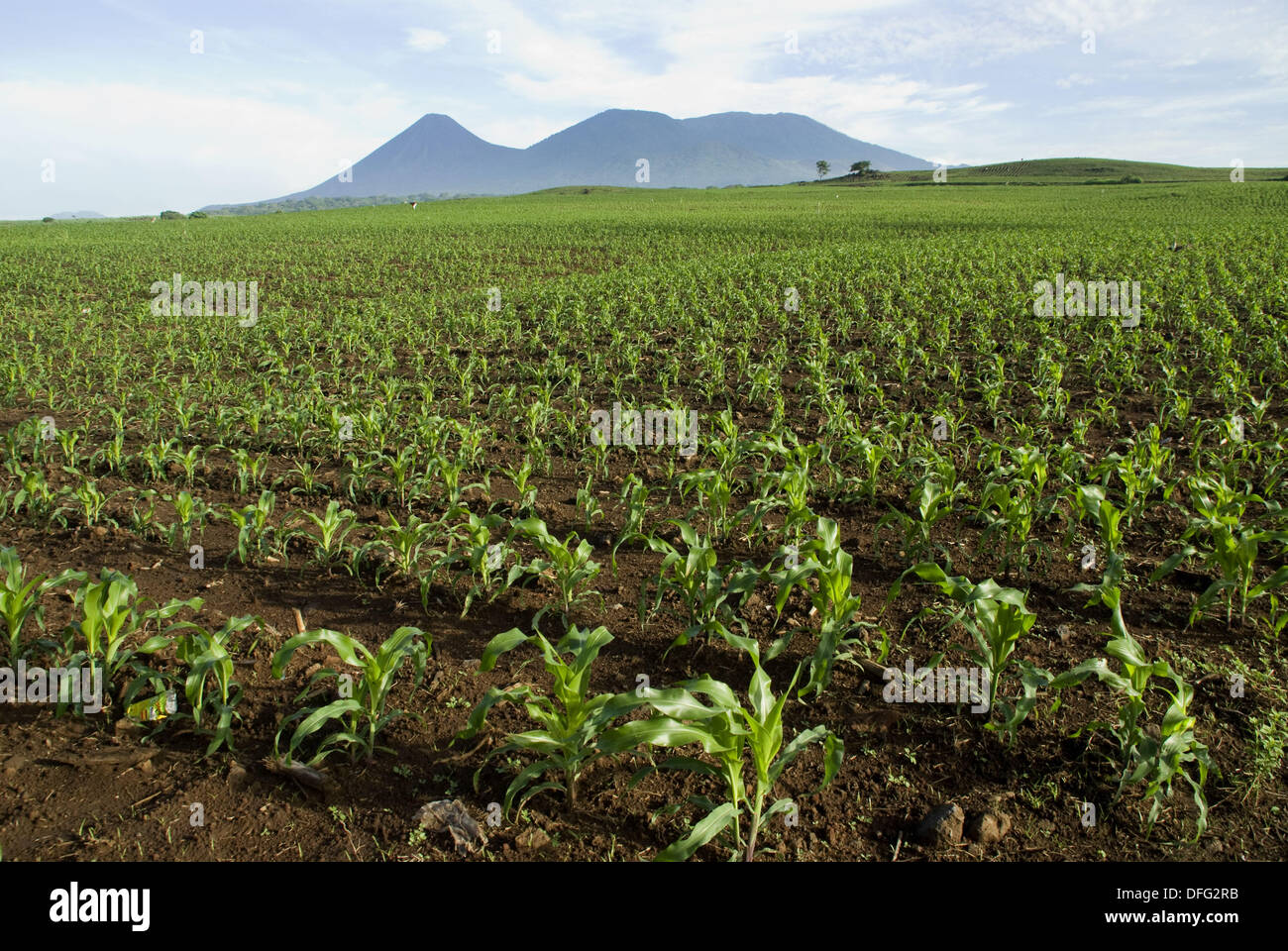 El Salvador. El paisaje agrícola de la zona central. Campo de maíz