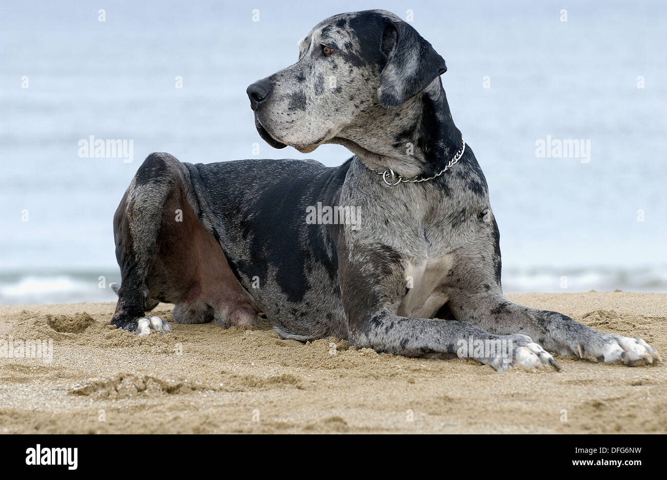 Gran Danes perro. La playa de Hendaya, Aquitanaine. Francia Fotografía de  stock - Alamy