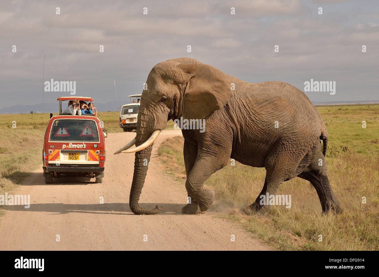 El elefante (Loxodonta africana) en la parte delantera de un vehículo de safari, el Parque Nacional de Amboseli, provincia del Valle del Rift, Kenia Foto de stock