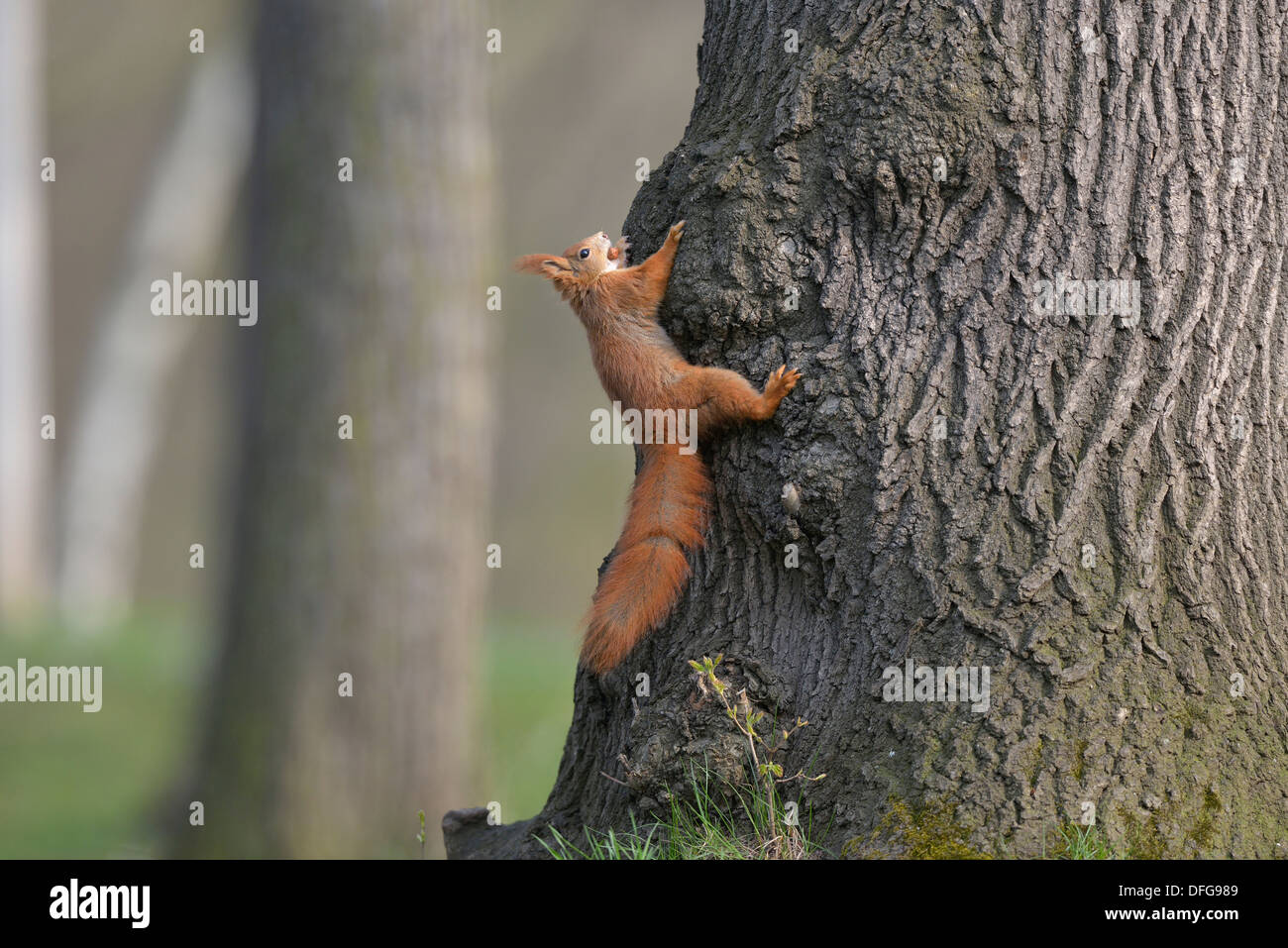 Ardilla roja o Euroasiática de ardilla roja (Sciurus vulgaris), sentado sobre un árbol, Sajonia, Alemania Foto de stock