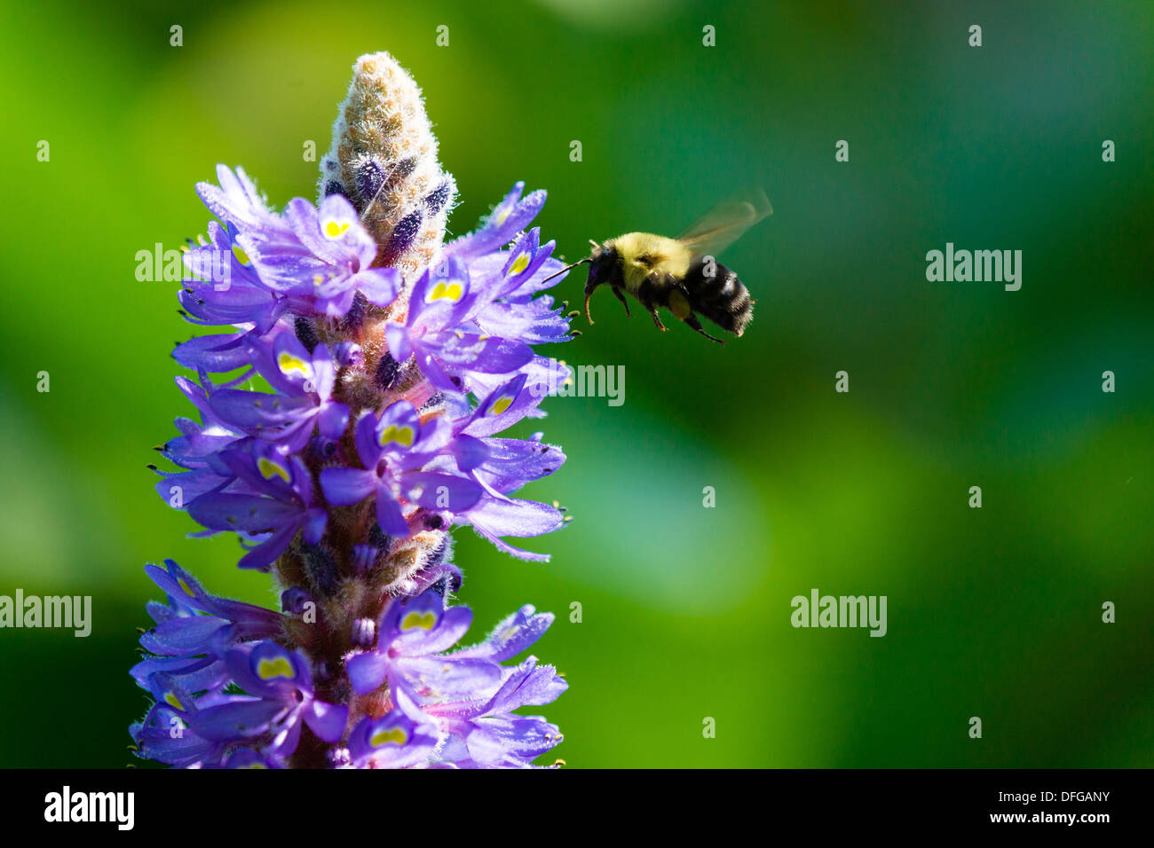 Una abeja en vuelo se prepara para aterrizar en una flor y recoger el polen. Foto de stock