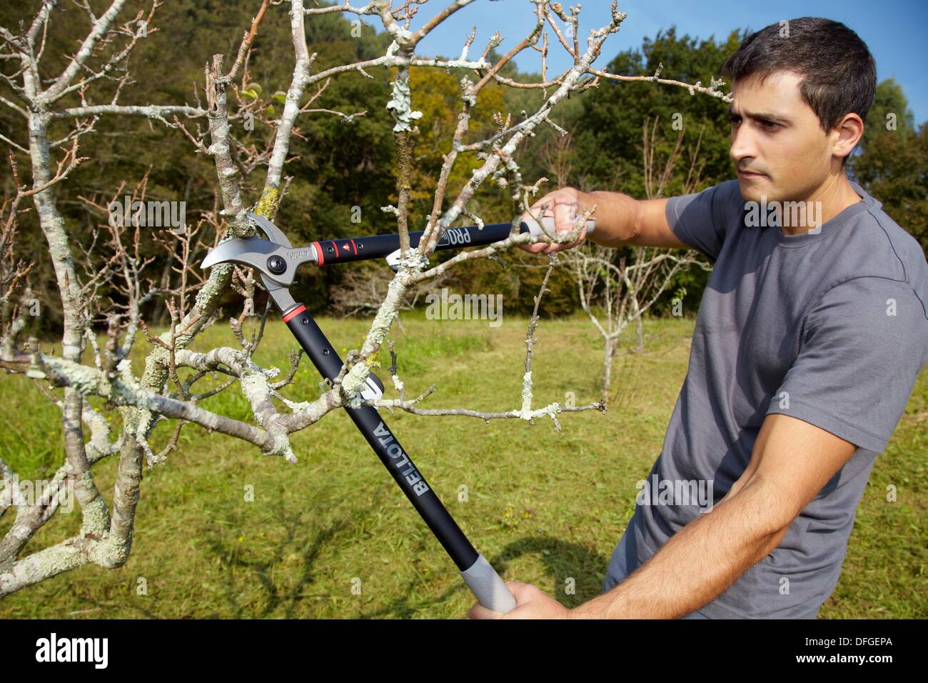 Agricultor de la poda, la poda de árboles frutales secateur, herramientas  manuales para la agricultura, Usurbil, Gipuzkoa, País Vasco, España  Fotografía de stock - Alamy