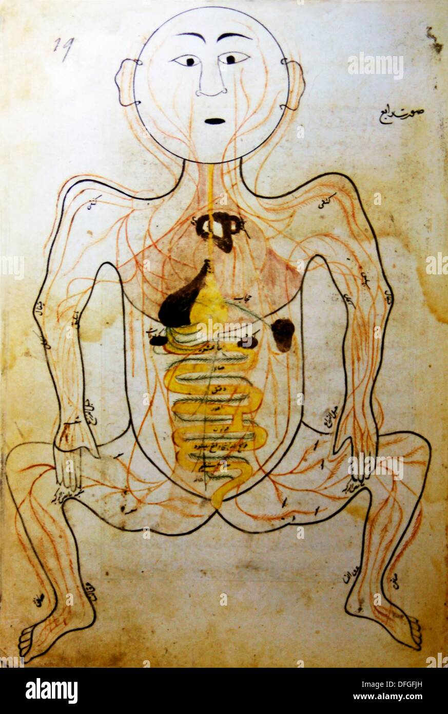 Los sistemas circulatorio y digestivo, Tratado sobre anatomía por Muhammad ibn Rliyâs Shirazi (Irán, siglo XV), Nur al-Din Foto de stock
