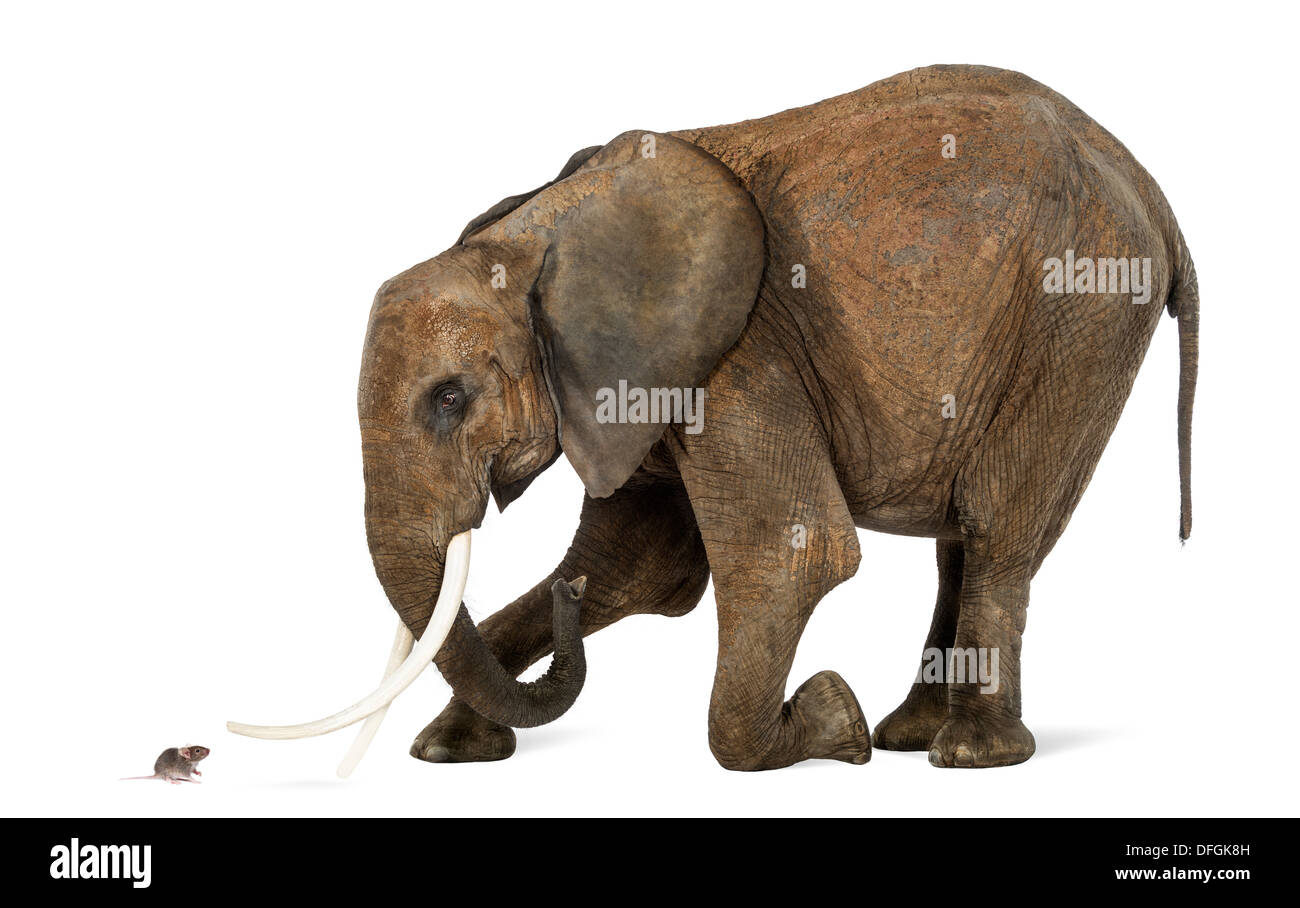 El elefante africano, Loxodonta africana, arrodillado delante de un ratón contra el fondo blanco. Foto de stock