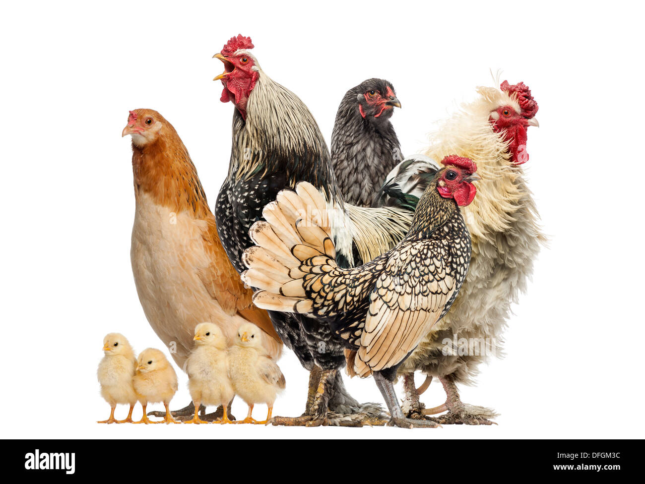 Grupo de gallinas, gallos y pollitos delante de un fondo blanco Foto de stock