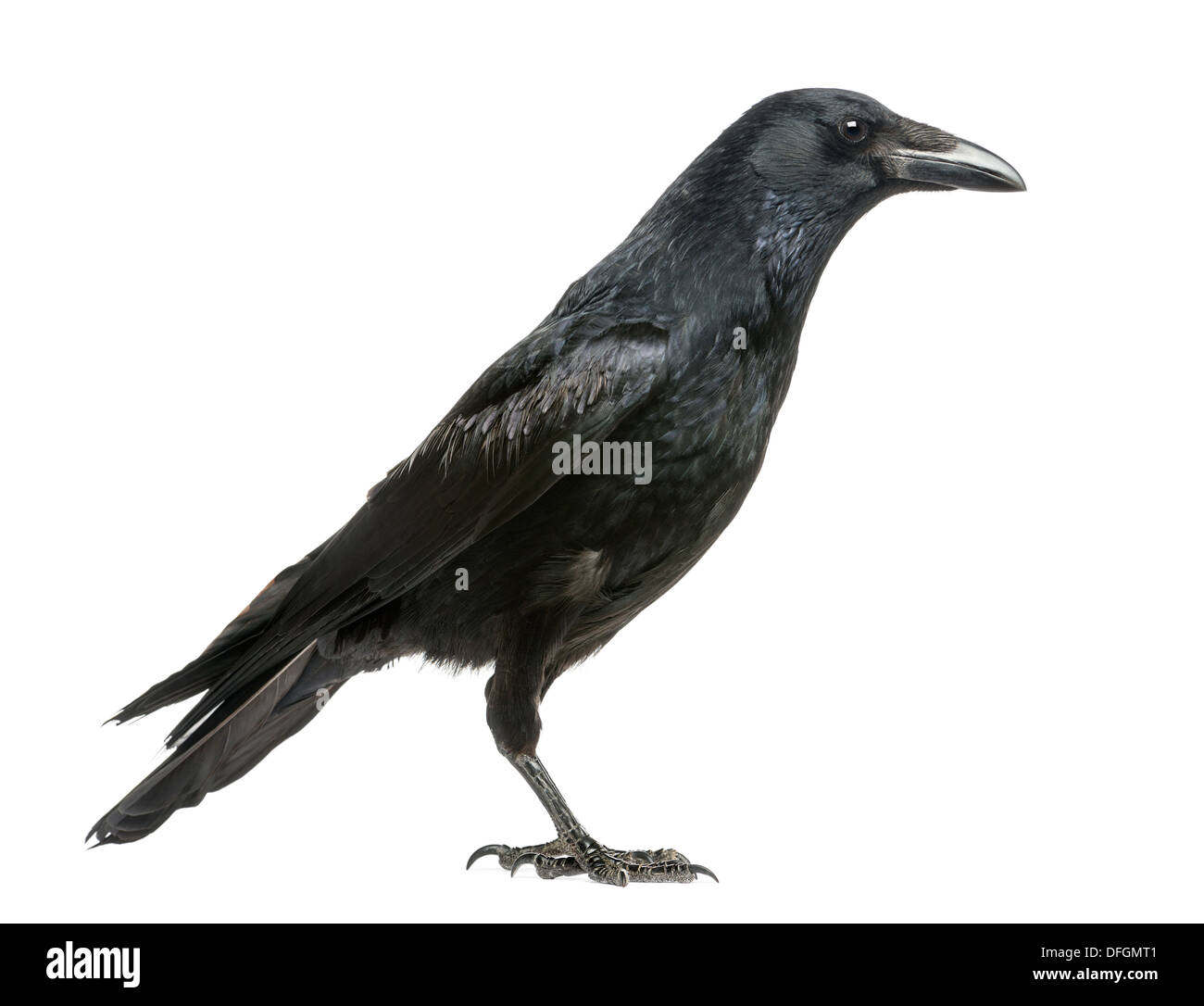 Vista lateral de un Carrion Crow, Corvus corone, contra el fondo blanco. Foto de stock