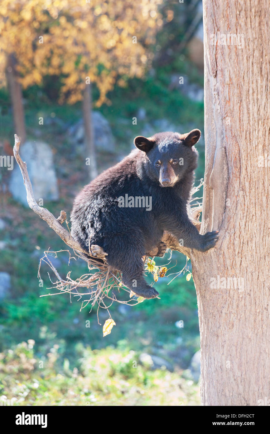 Un cachorro de oso negro está sentado en un árbol en un día de otoño y mirando a la cámara. Foto de stock