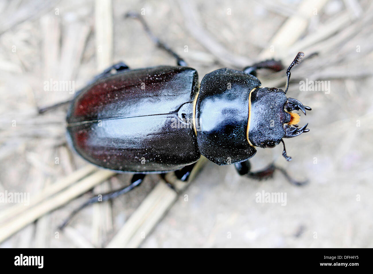 Pentodon bidens, un escarabajo rhinoceris gran escarabajo que puede confundirse con geotrupes, escarabajos, pero distintas bandas de oro Foto de stock