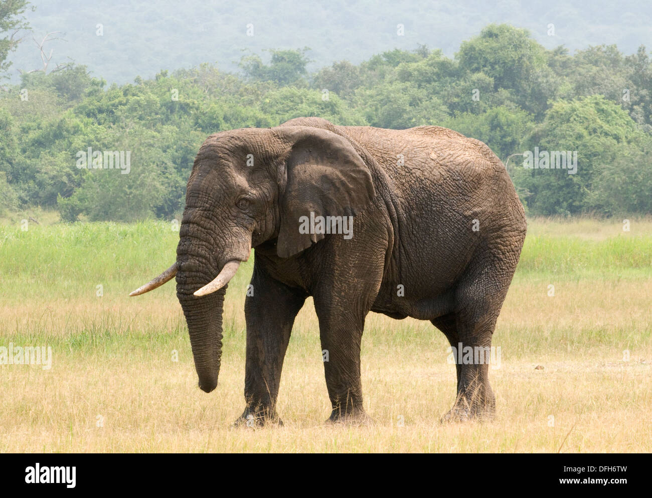 África septentrional tusker elefante malebull Akagera National Game Park Rwanda África Central Foto de stock