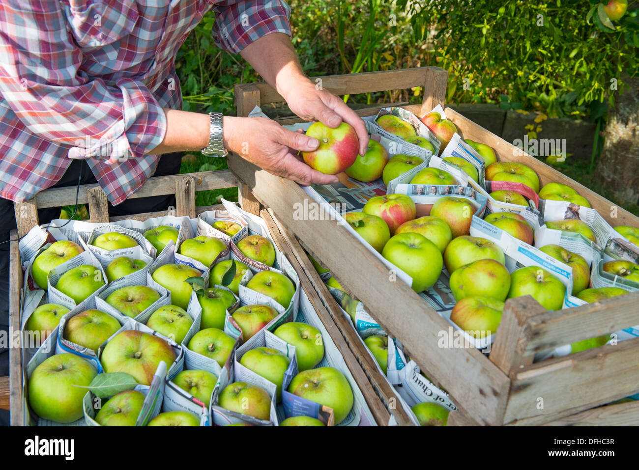 Jardinero ordenar Bramley manzanas para almacenamiento en invierno, Foto de stock