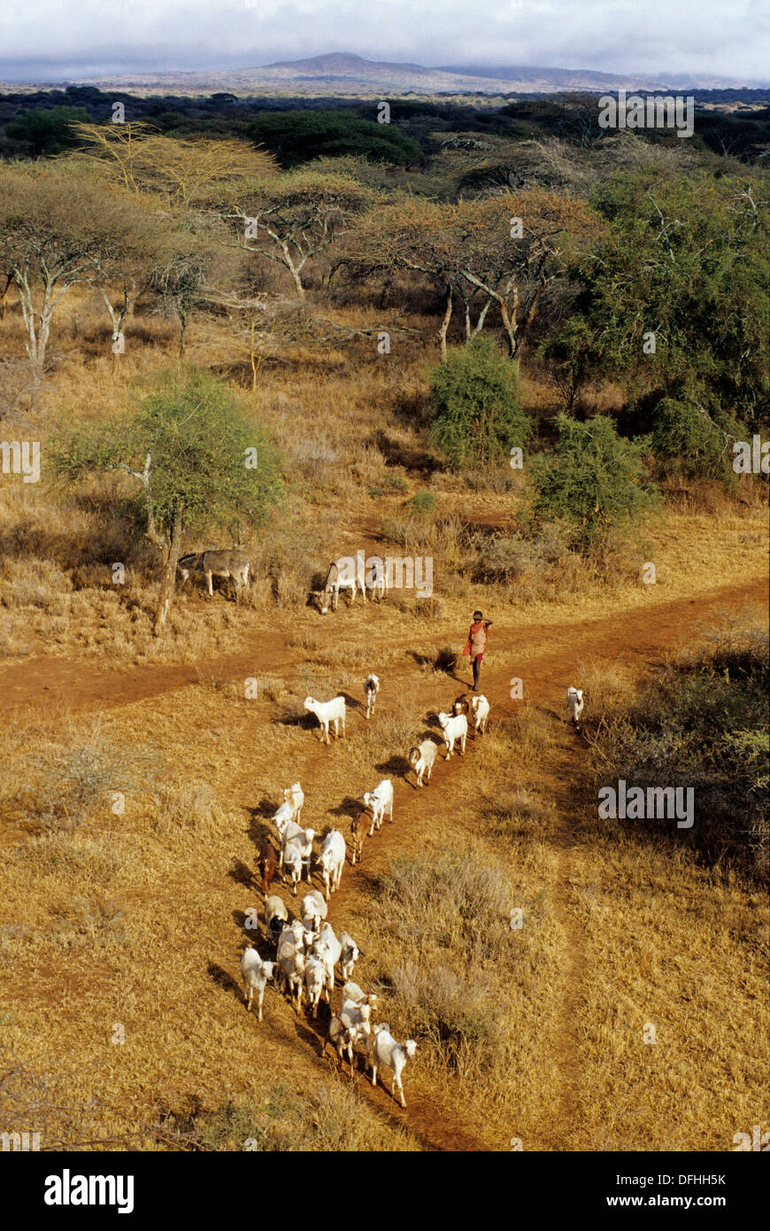 Vue aerienne de la savane aux alrededores de Namanga,Kenia,Afrique Foto de stock