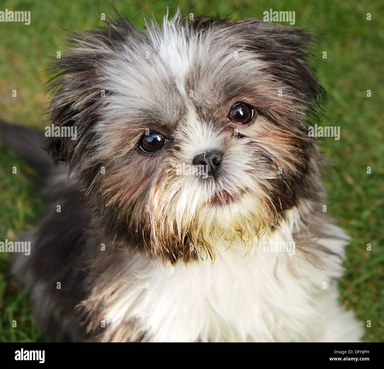 Cerca de un lindo perrito shih tzu miniatura Fotografía de stock - Alamy