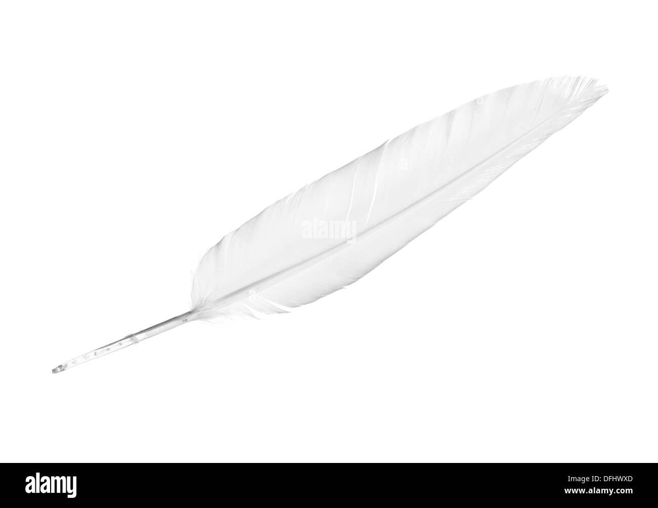 Aislados de plumas blancas sobre la blanca Foto de stock