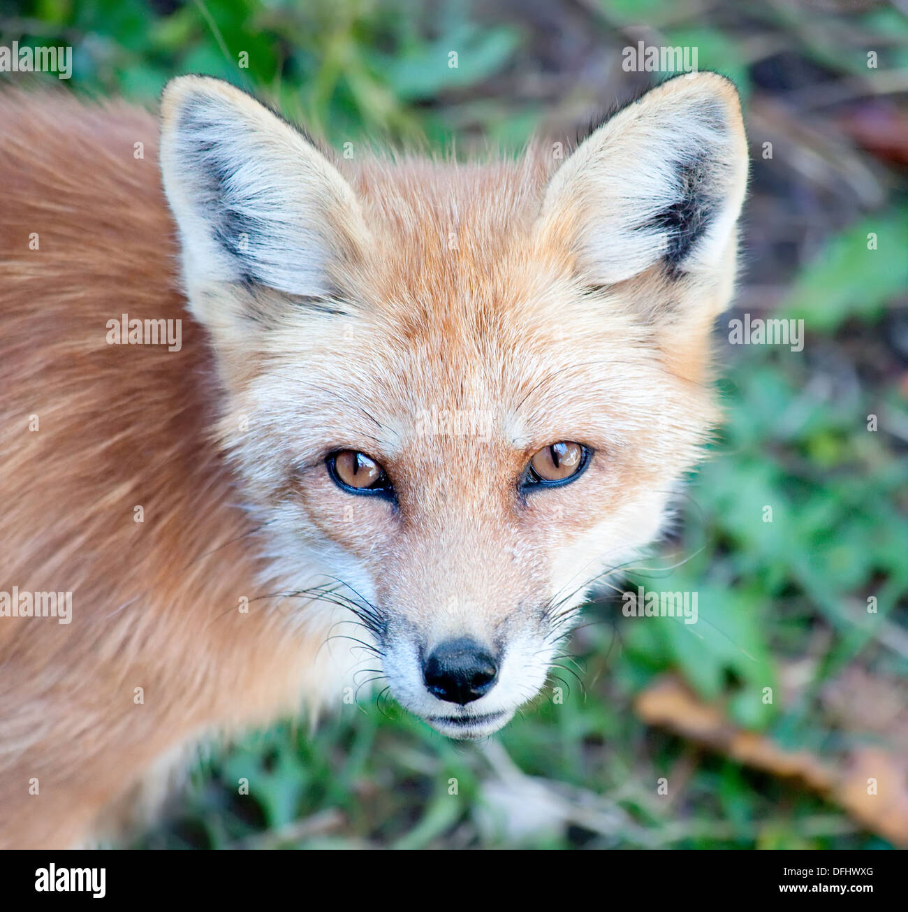 Close-up de un joven zorro rojo mirando a la cámara. Foto de stock