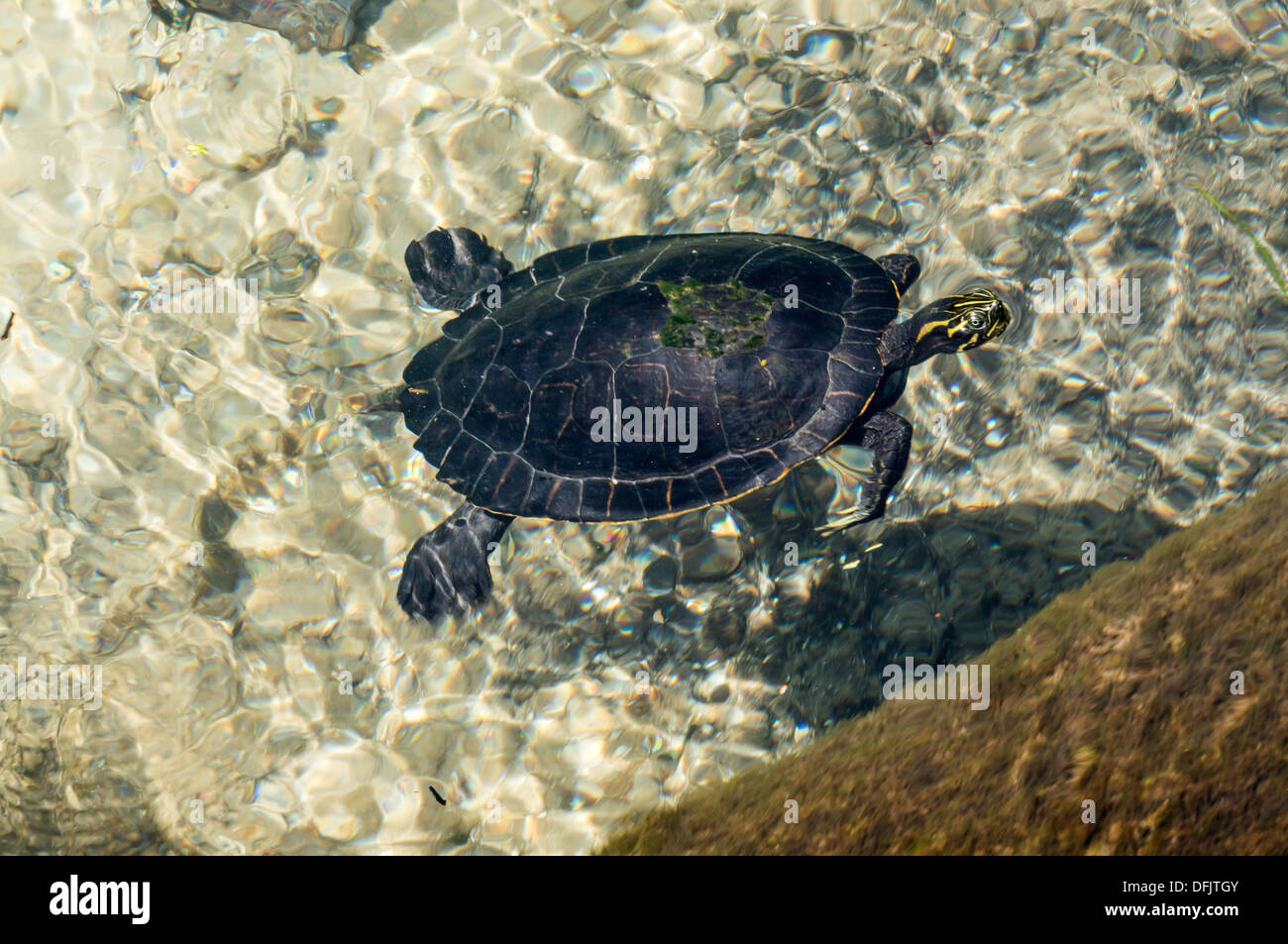 Llanura Costera cooter (Pseudemys concinna floridana) o Florida cooter, especies de grandes herbívoros de tortugas de agua dulce de la natación. Foto de stock