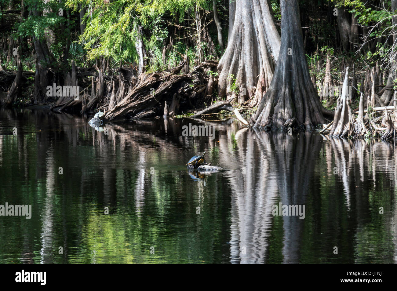 Llanura Costera cooter (Pseudemys concinna floridana), Florida Cooter es una especie de grandes herbívoros en registro de tortugas de agua dulce. Foto de stock