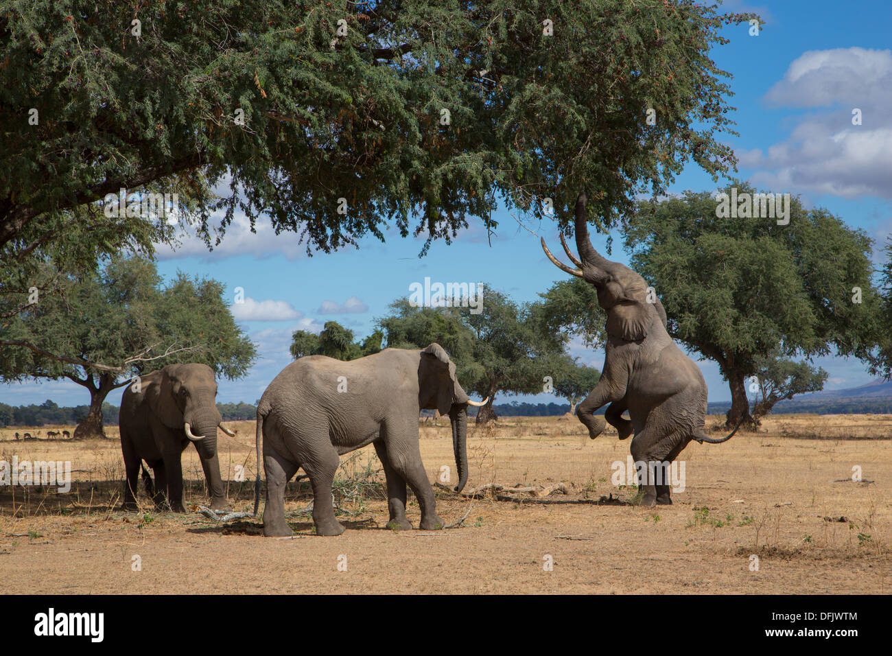 Tres elefantes africanos la navegación desde un árbol - un elefante se levanta sobre sus patas traseras para alcanzar Foto de stock
