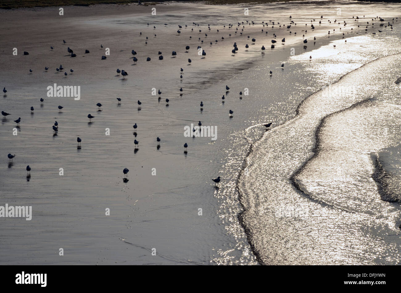 Las gaviotas en la playa de Grandcamp, Normandía, en la puesta de sol mientras la marea está baja. Foto de stock