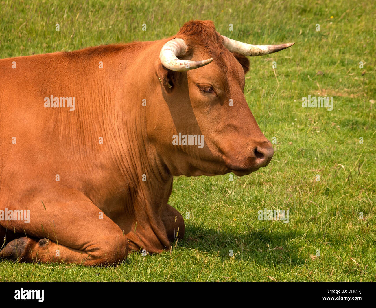 Cabeza y hombros de color marrón, con cuernos de toro acostado en el verde césped, Leicestershire, REINO UNIDO Foto de stock