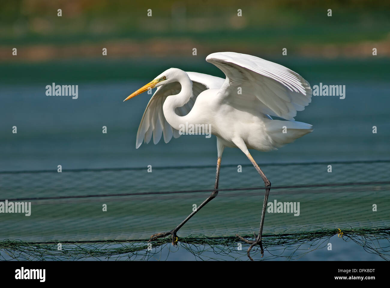 Gran egret equilibrio sobre un cable de red a través de un estanque de pesca Foto de stock