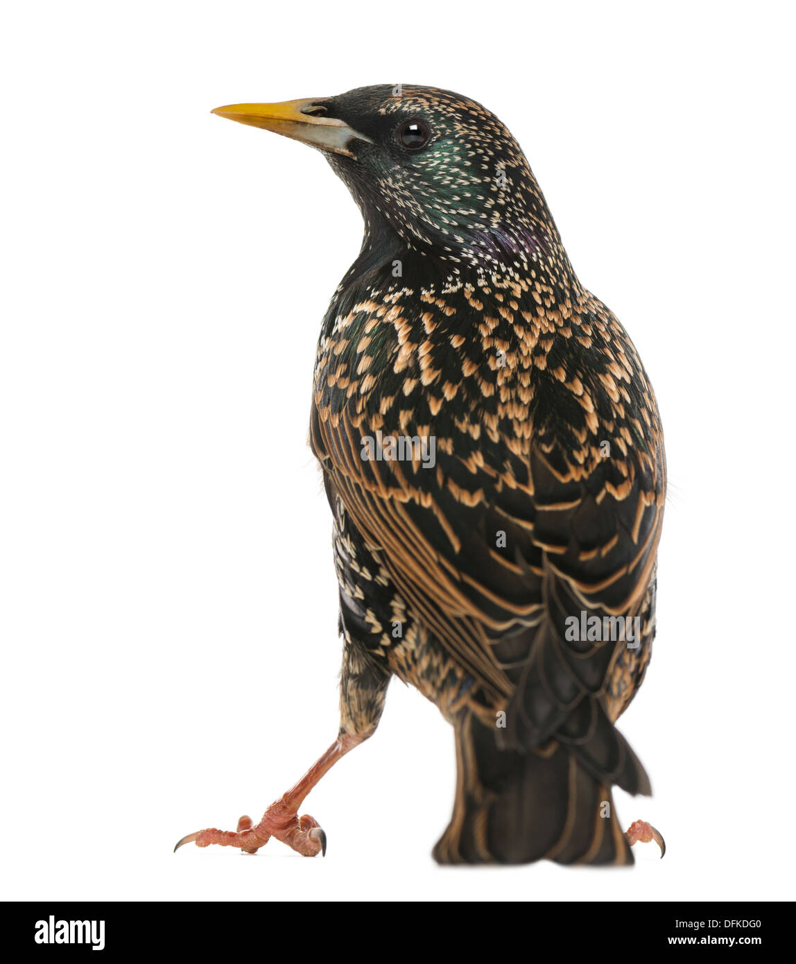 Vista trasera de un Estornino Pinto, Sturnus vulgaris, contra el fondo blanco. Foto de stock