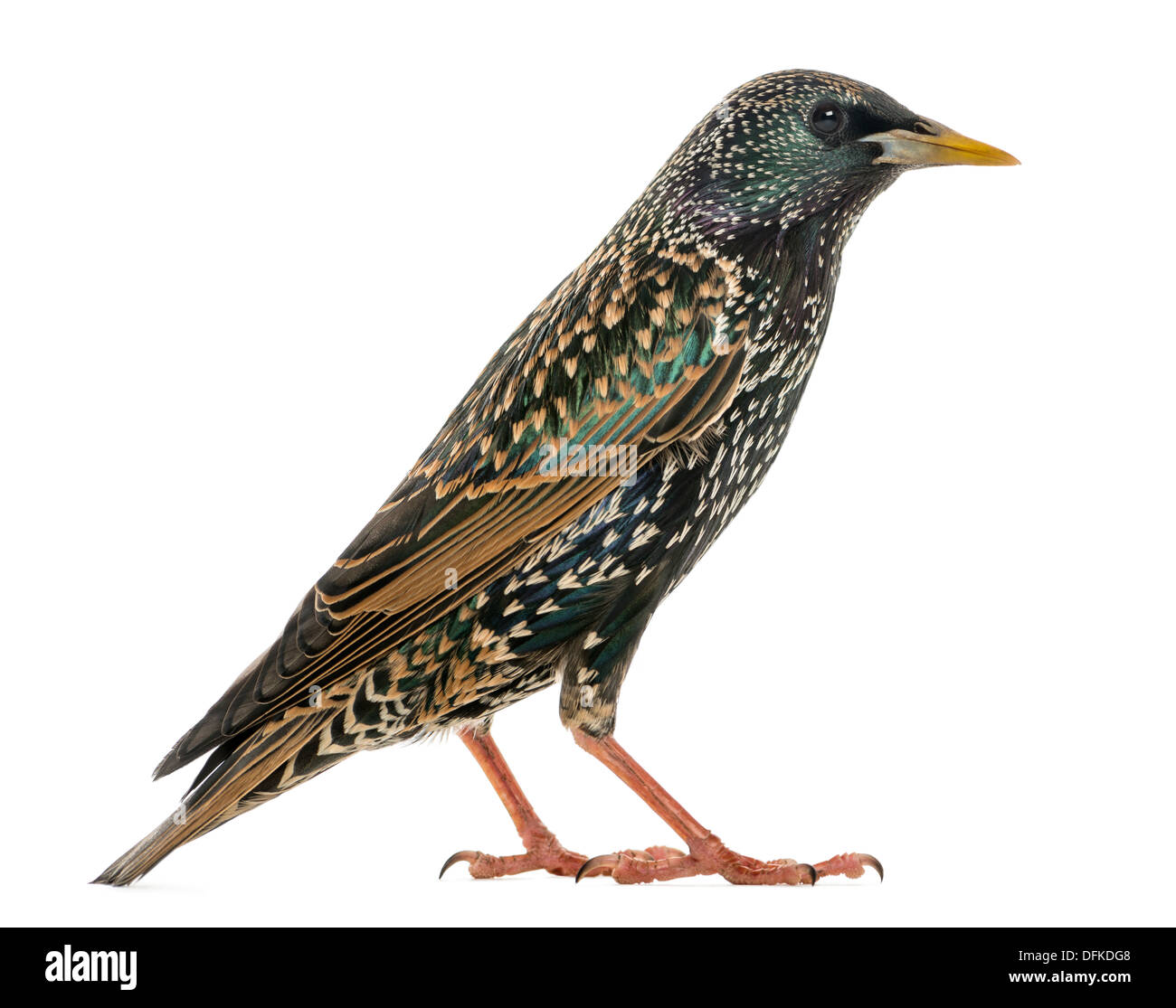 Vista lateral de un Estornino Pinto, Sturnus vulgaris, contra el fondo blanco. Foto de stock