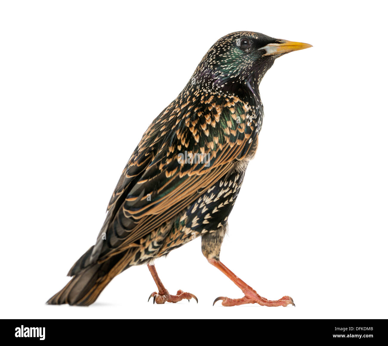 Vista trasera de un Estornino Pinto, Sturnus vulgaris, contra el fondo blanco. Foto de stock