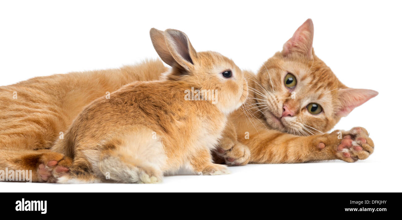 Cat y Rex conejo enano contra el fondo blanco. Foto de stock