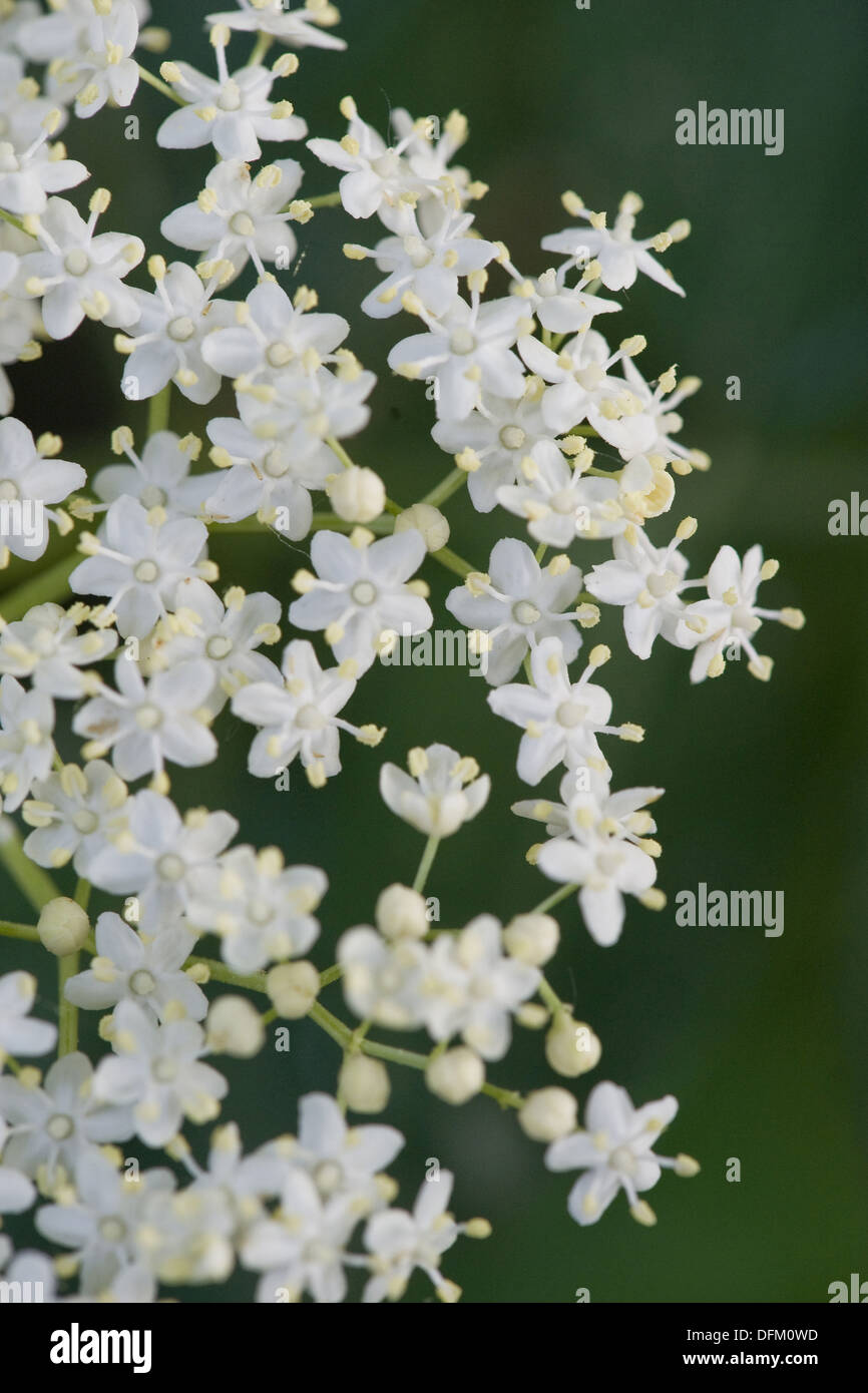 Elder, Sambucus nigra Foto de stock