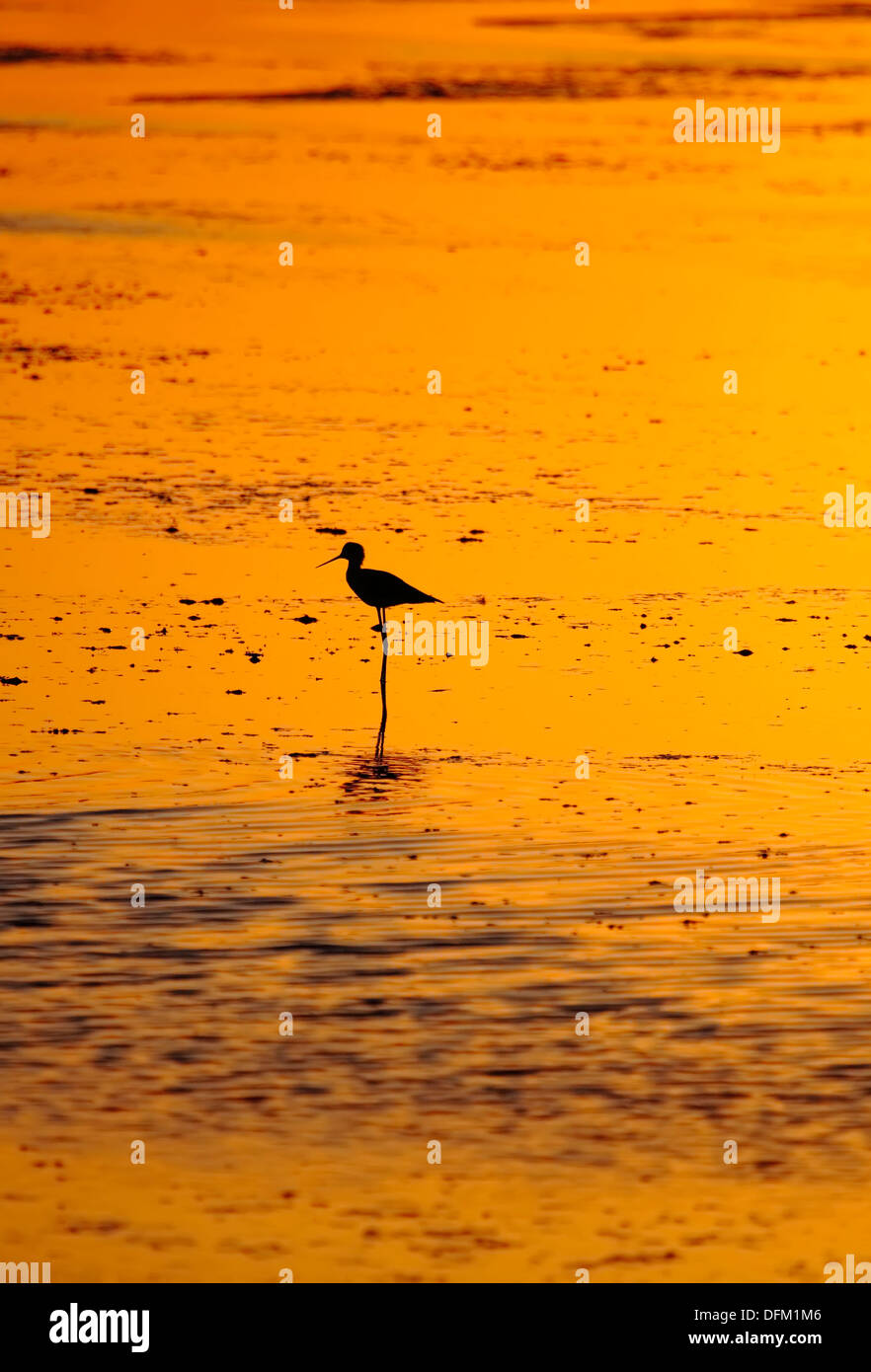 Stilt adorable animal adulto fondo hermoso pico bill bird birdlife negro Foto de stock