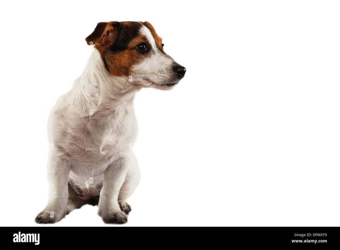 Un joven Jack Russell Terrier sobre un fondo blanco. Foto de stock