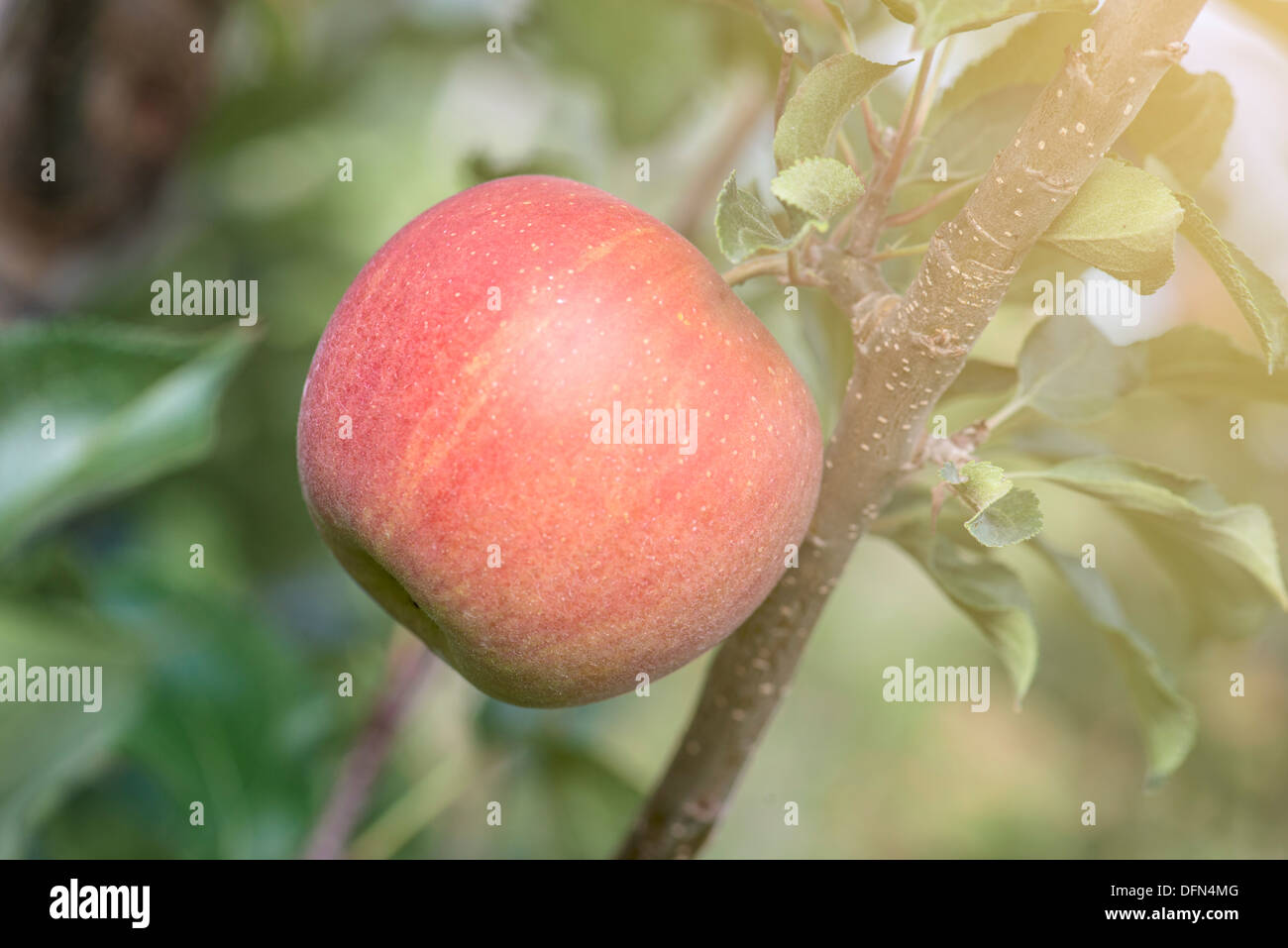 Manzanas rojas en árbol en Apple Orchard Foto de stock