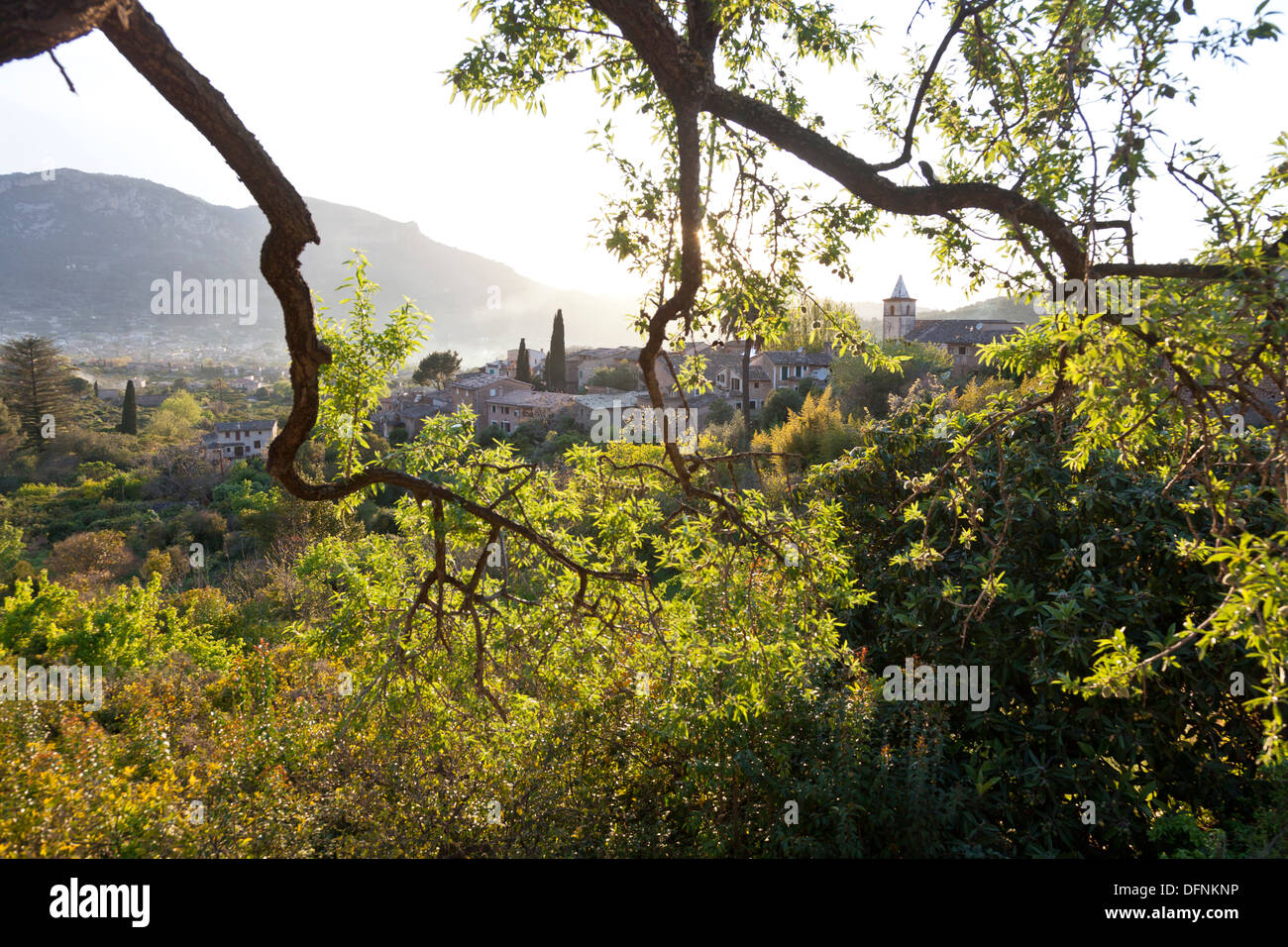 Vista sobre el valle de Sóller y Biniaraix por olivos, Tramantura, Biniaraix, Sóller, Mallorca, España Foto de stock