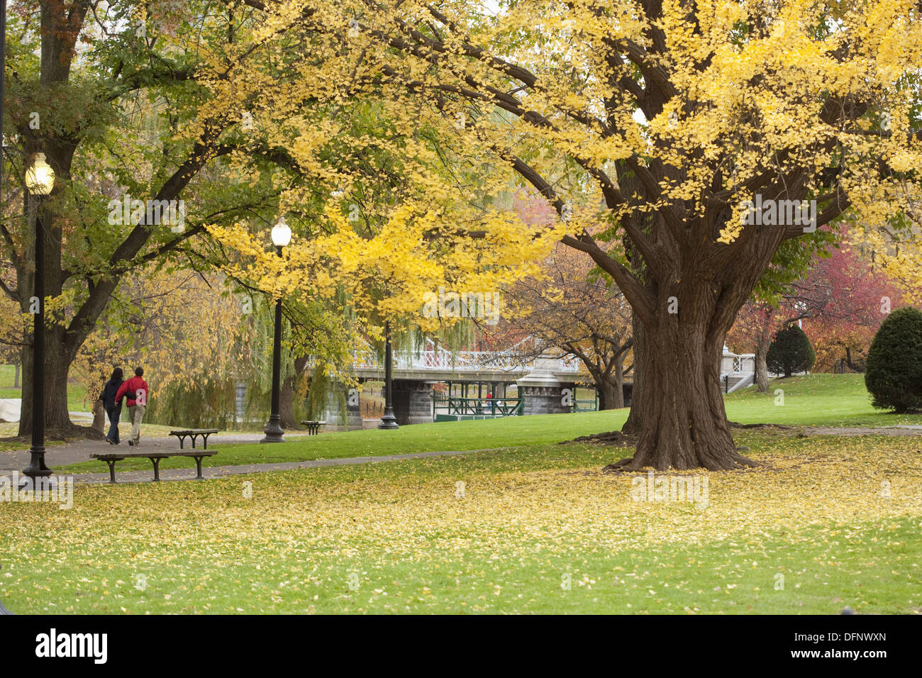 Jardín público en otoño, el árbol de ginkgo, Boston, Massachusetts, EE.UU. Foto de stock