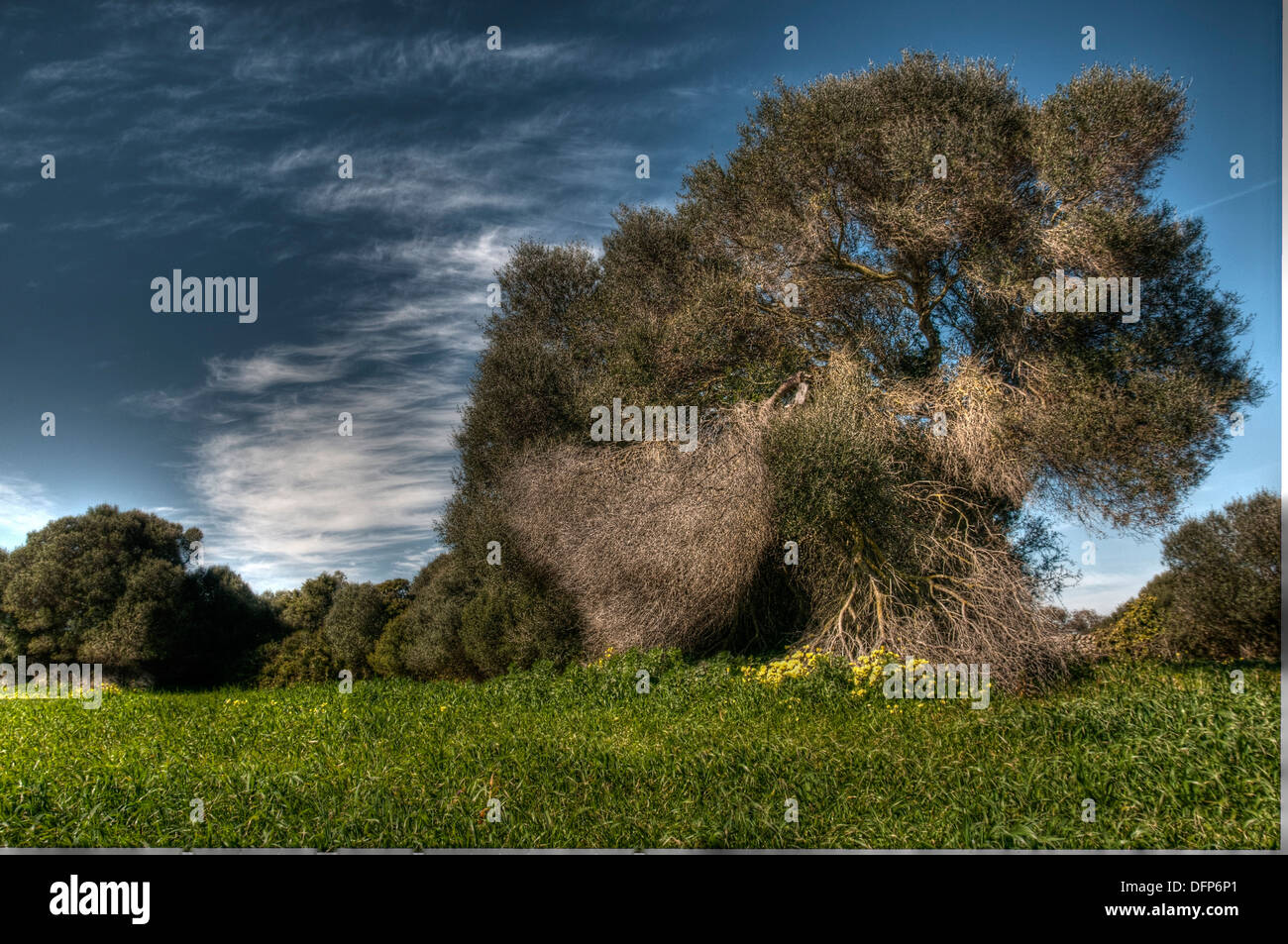 Árbol de larga vida, Menorca, Islas Baleares, España Foto de stock