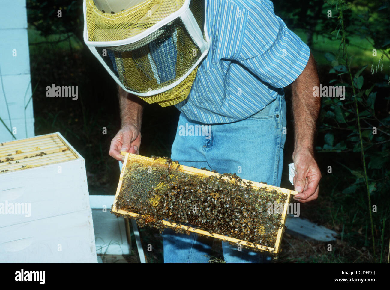 Soporte de la colmena de abejas fotografías e imágenes de alta resolución -  Alamy