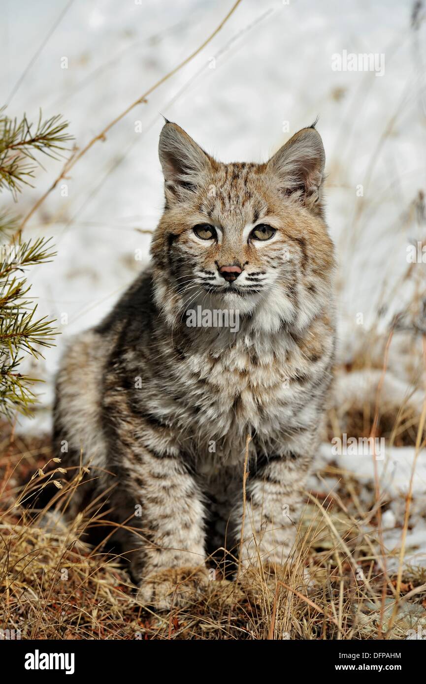 El gato montés Lynx rufus gatito, primer invierno, Bozeman, Montana, EE.UU  Fotografía de stock - Alamy