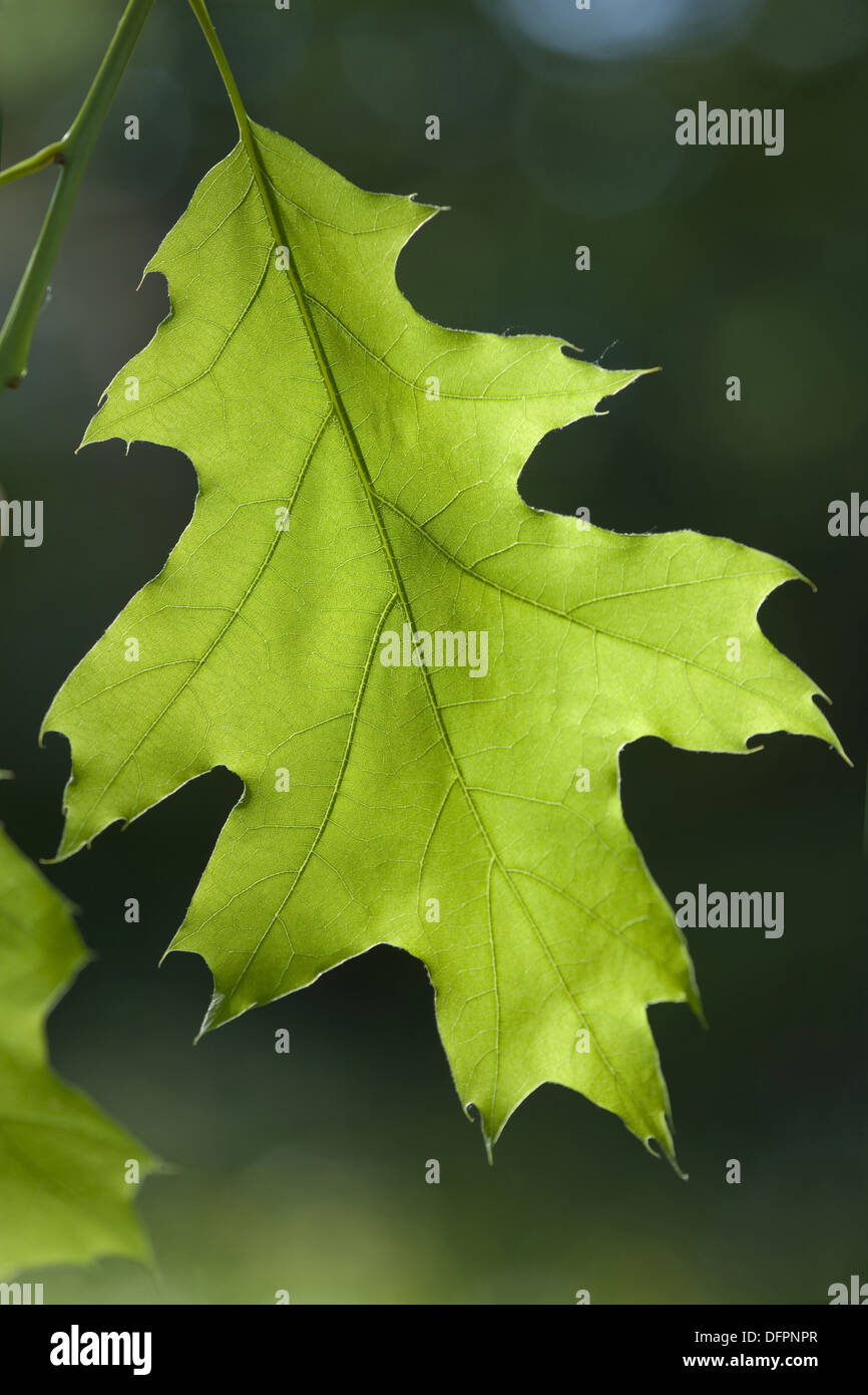 Roble común, Quercus robur Foto de stock