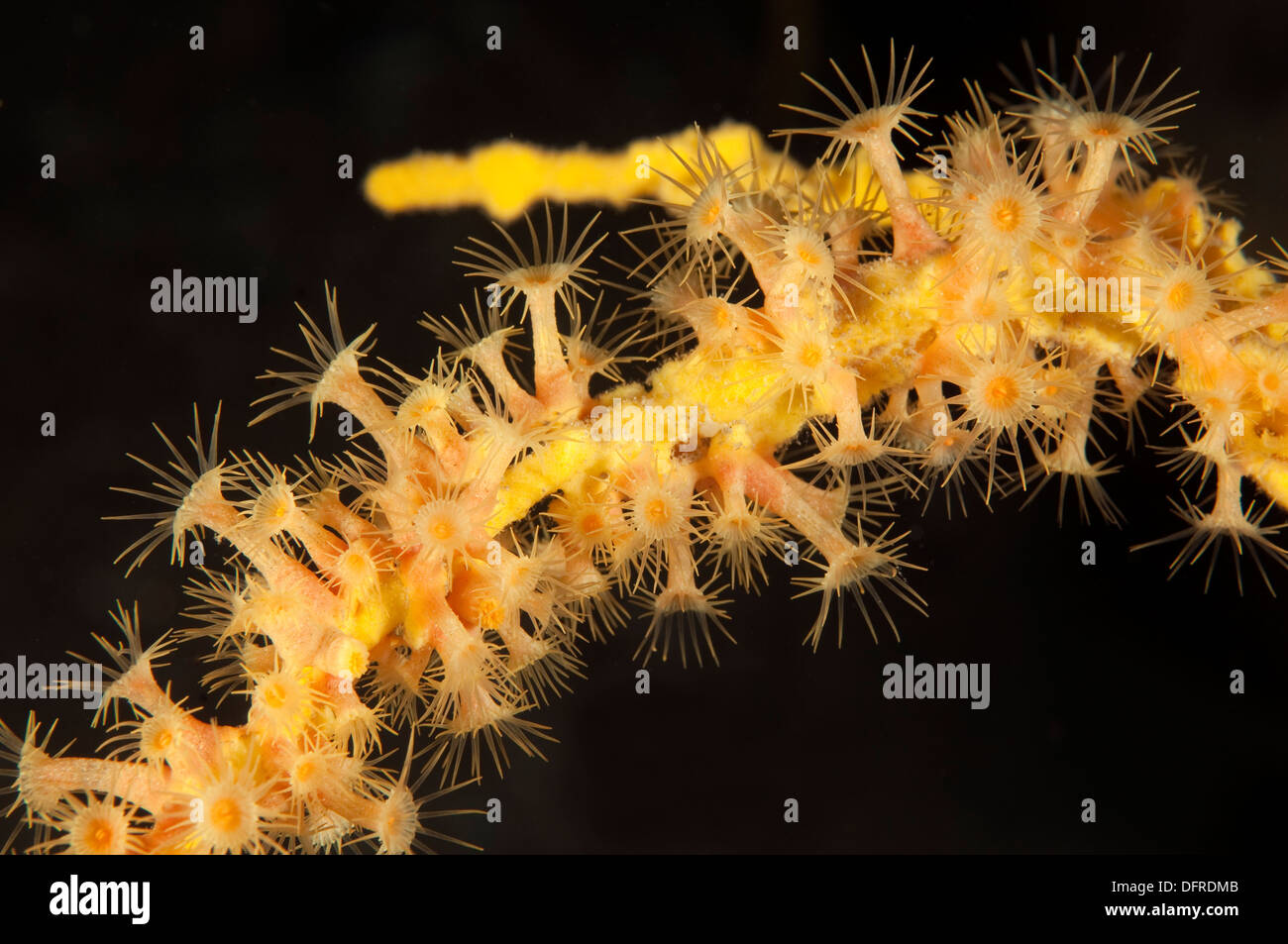 Clúster amarillo anémonas, Parazoanthus axinellae, Sarıgerme Fethiye Turquía Foto de stock