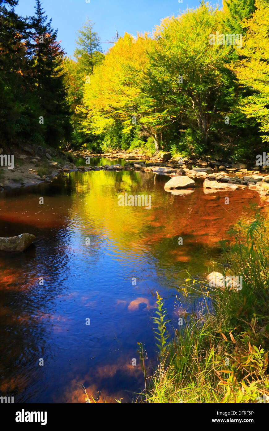 Red Creek Crossing, Mirlo Trail, Dolly Sods desierto Hopeville, West Virginia, EE.UU. Foto de stock