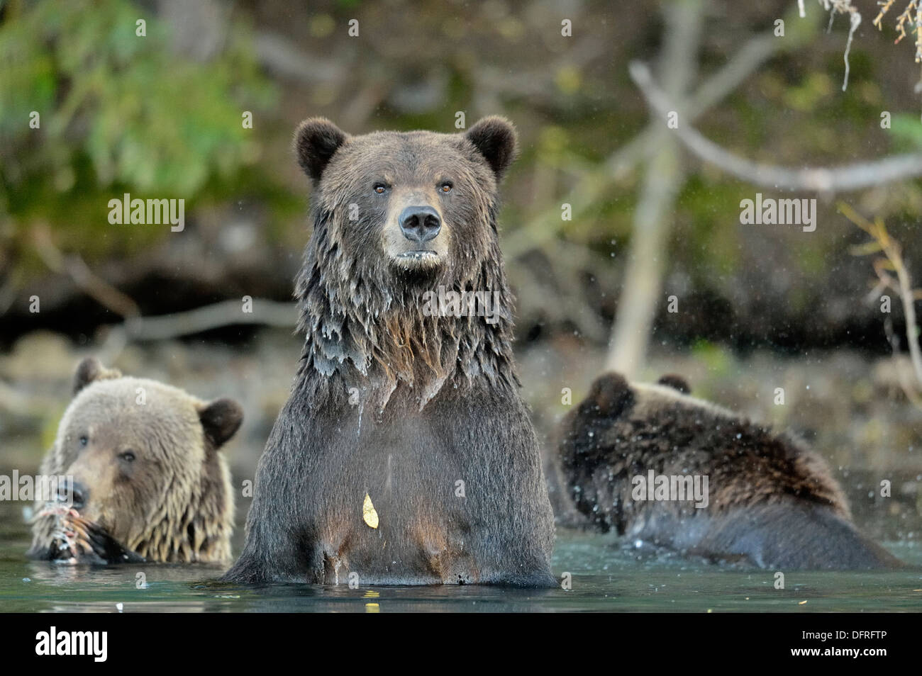 Grizzly Bear, Ursus arctos, caza sockeye salmón en un río de salmones, Chilcotin desierto Interior, BC, Canadá Foto de stock