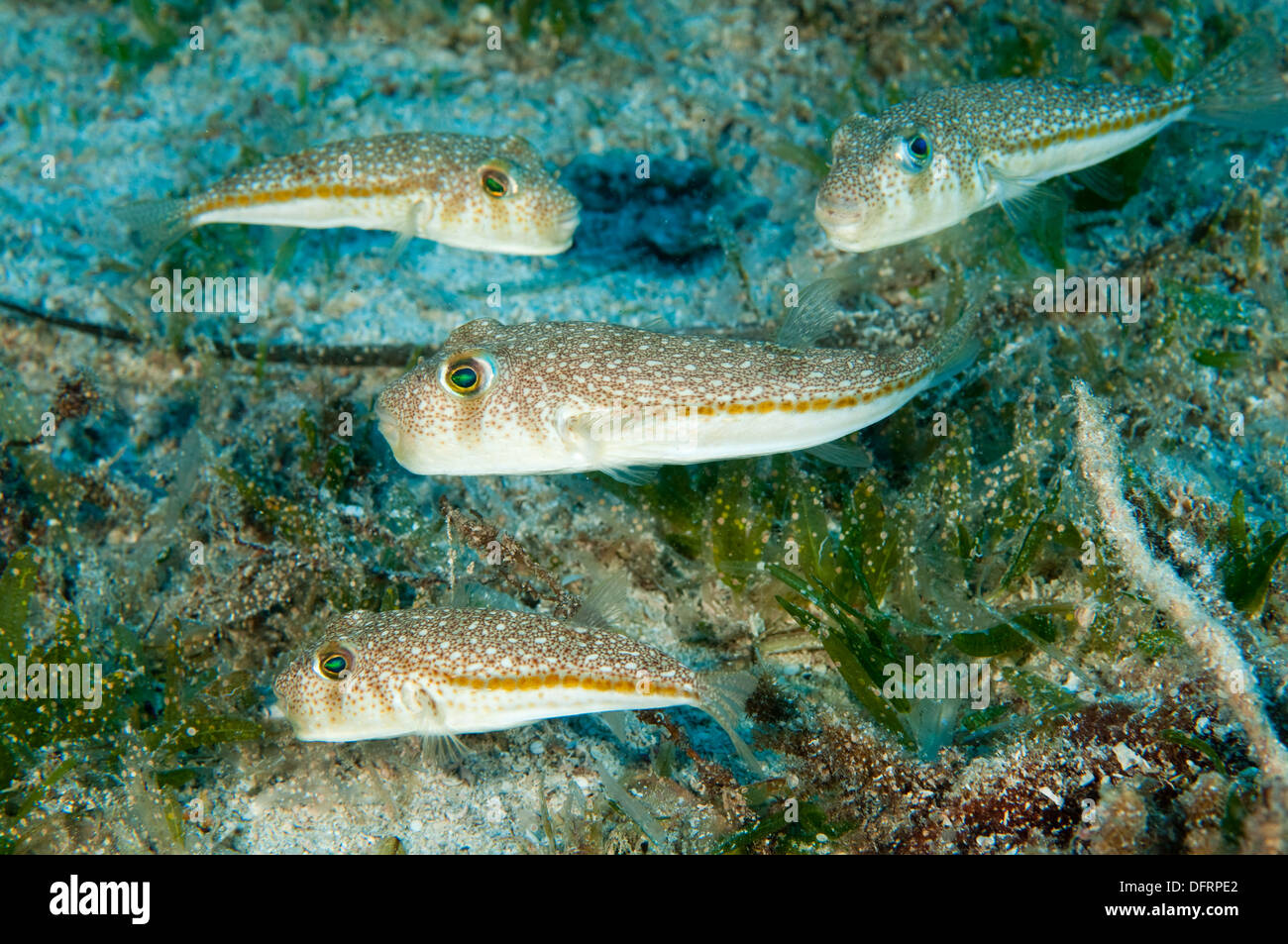 Torquigener flavimaculosus invasivas, pufferfish, Kaş Antalya Turquía Foto de stock