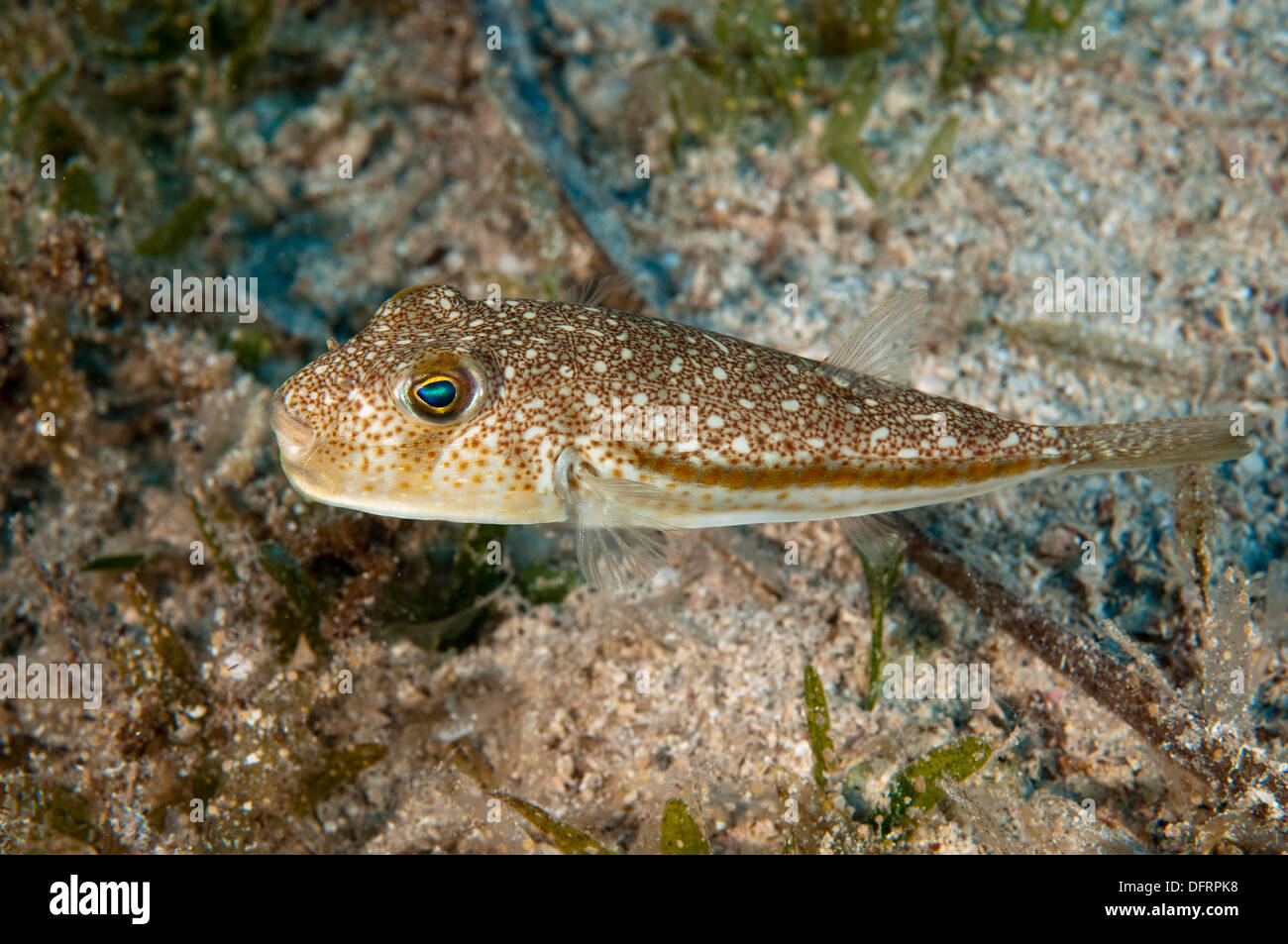 Torquigener flavimaculosus invasivas, pufferfish, Kaş Antalya Turquía Foto de stock
